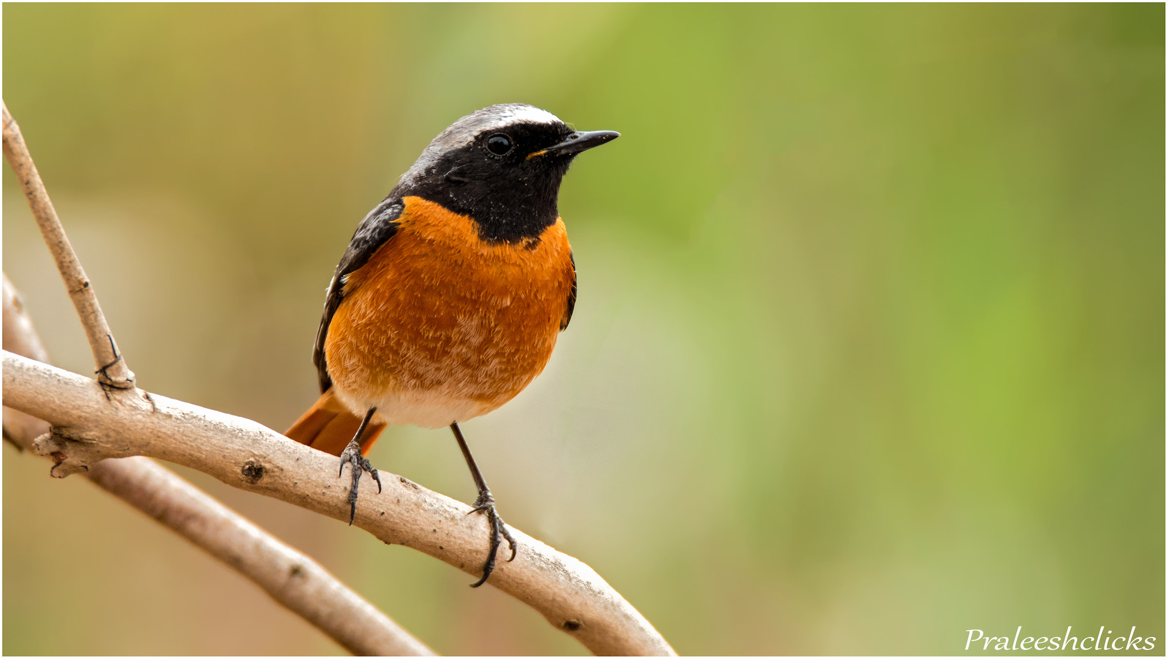 Redstart