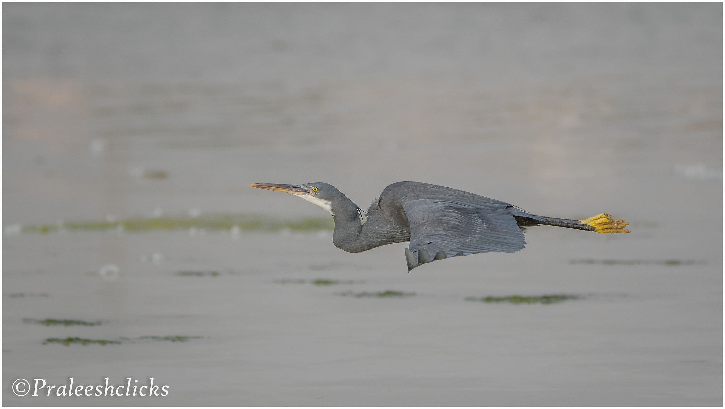 Western Reef Egret