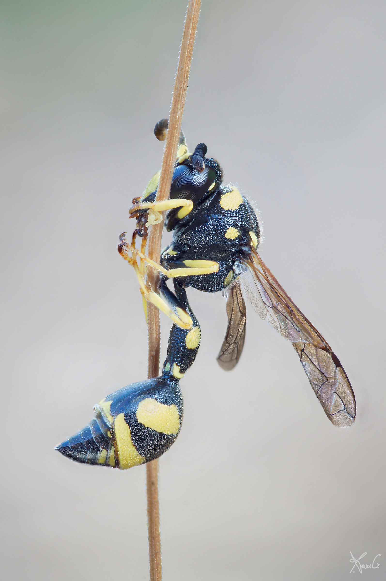 Vespina equilibrista