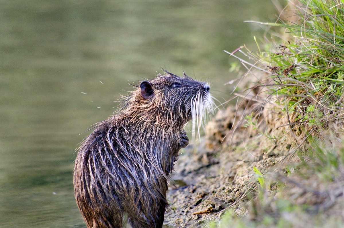 Nutria