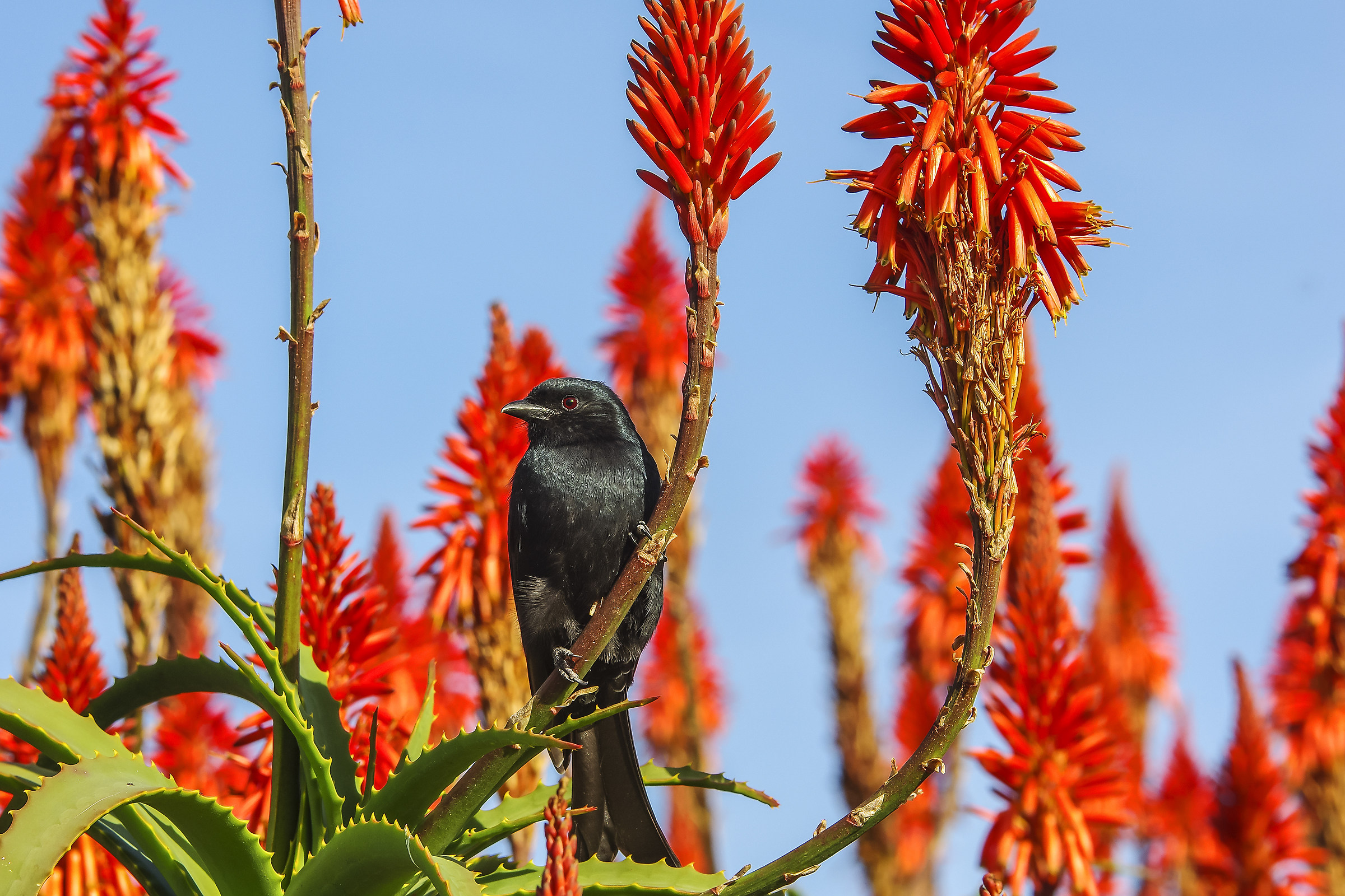 Fork tailed drongo (Dicrurus adsimilis)