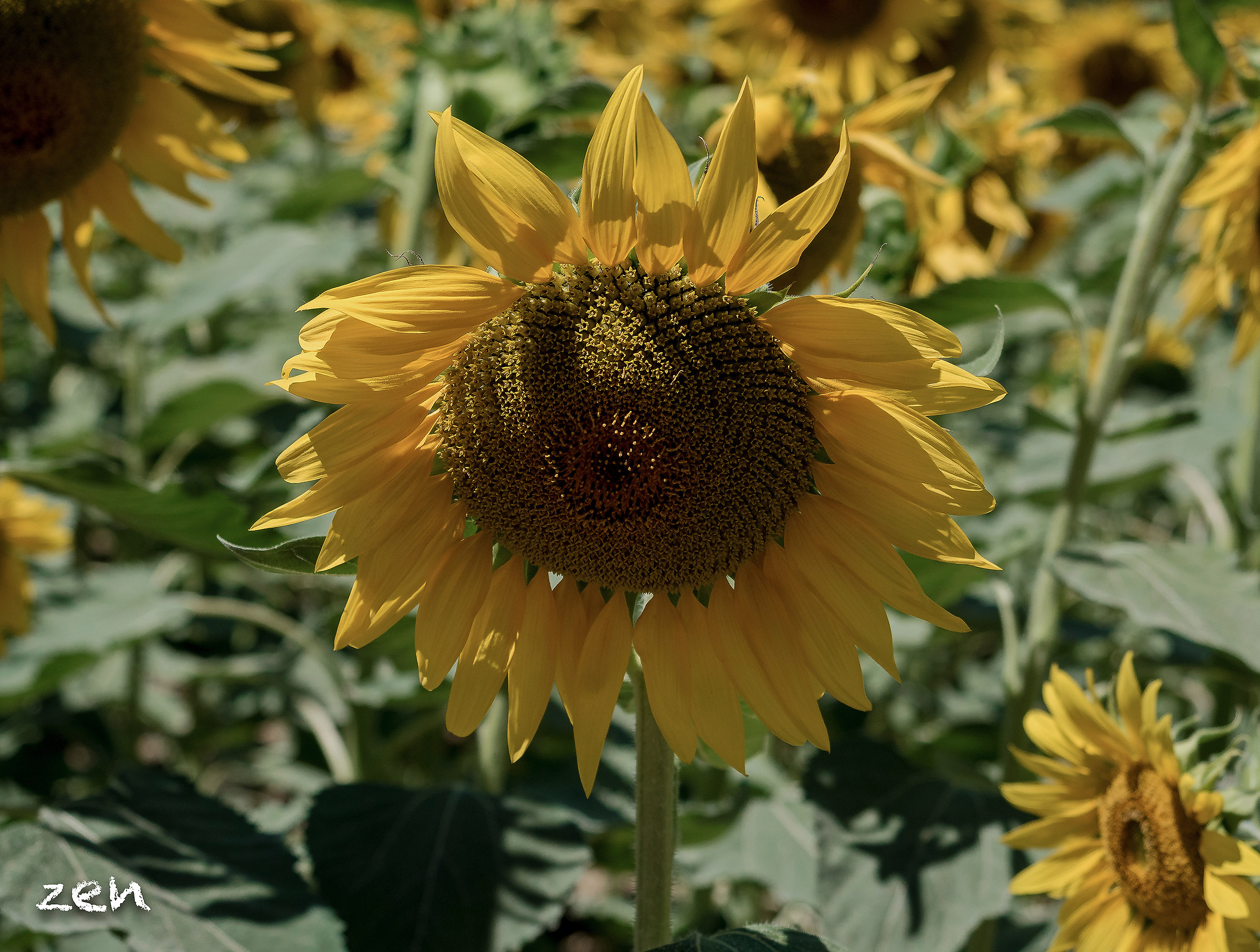 sunflower