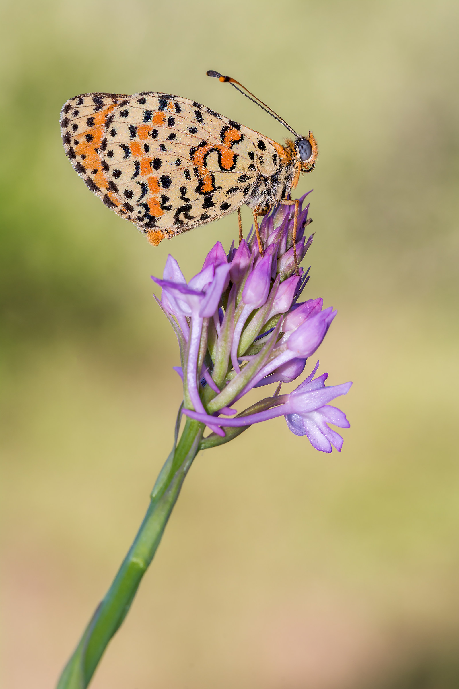 Melitaea