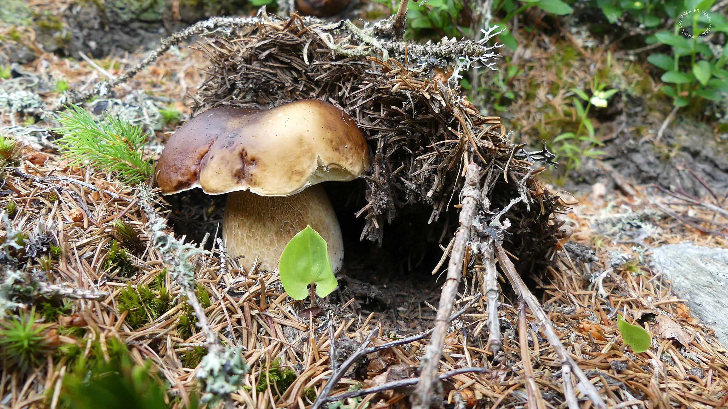 Esplosione di bontà