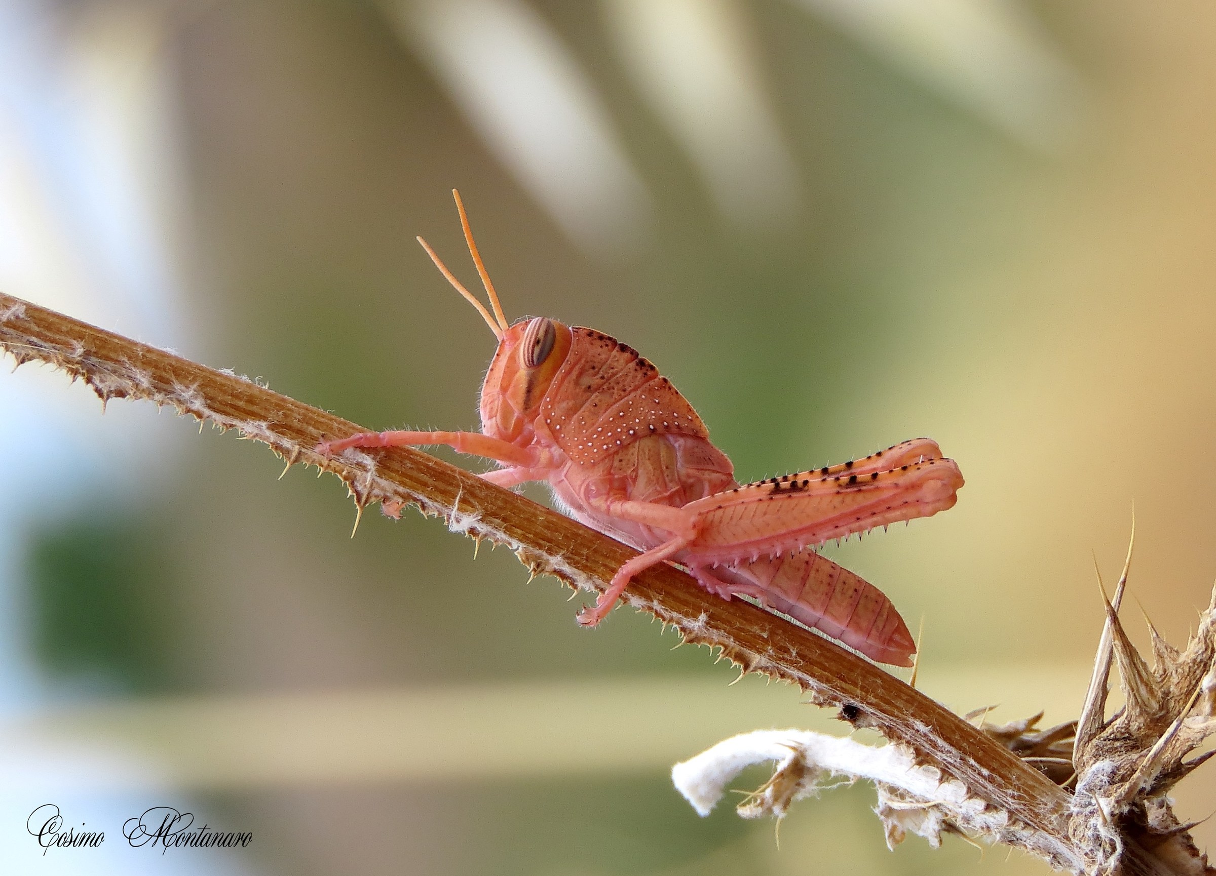 Anacridium aegyptium (ninfa)