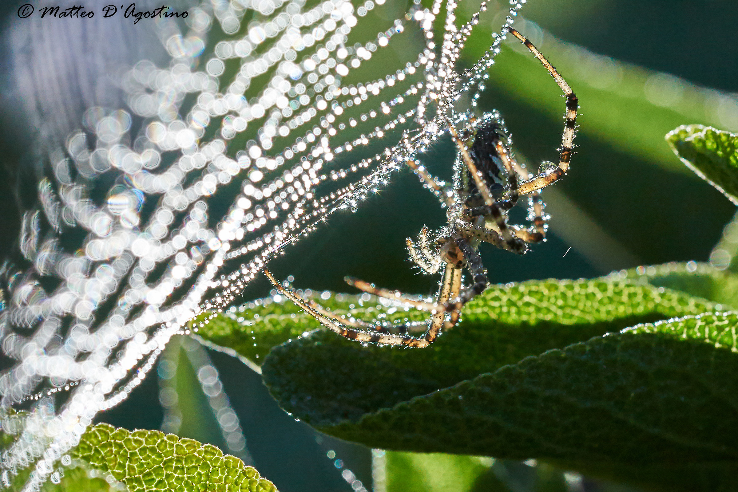 On the pearl necklace