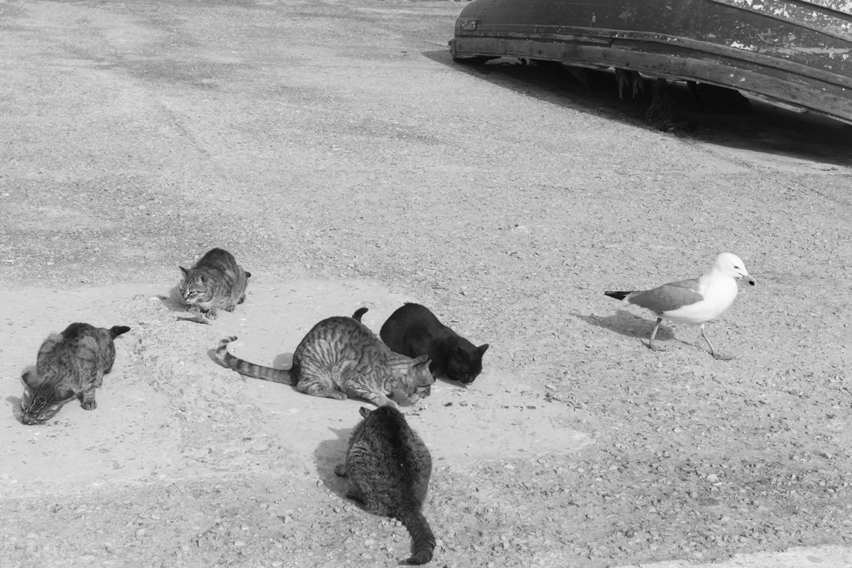 Un meritato pasto tra Gatti, con intruso......