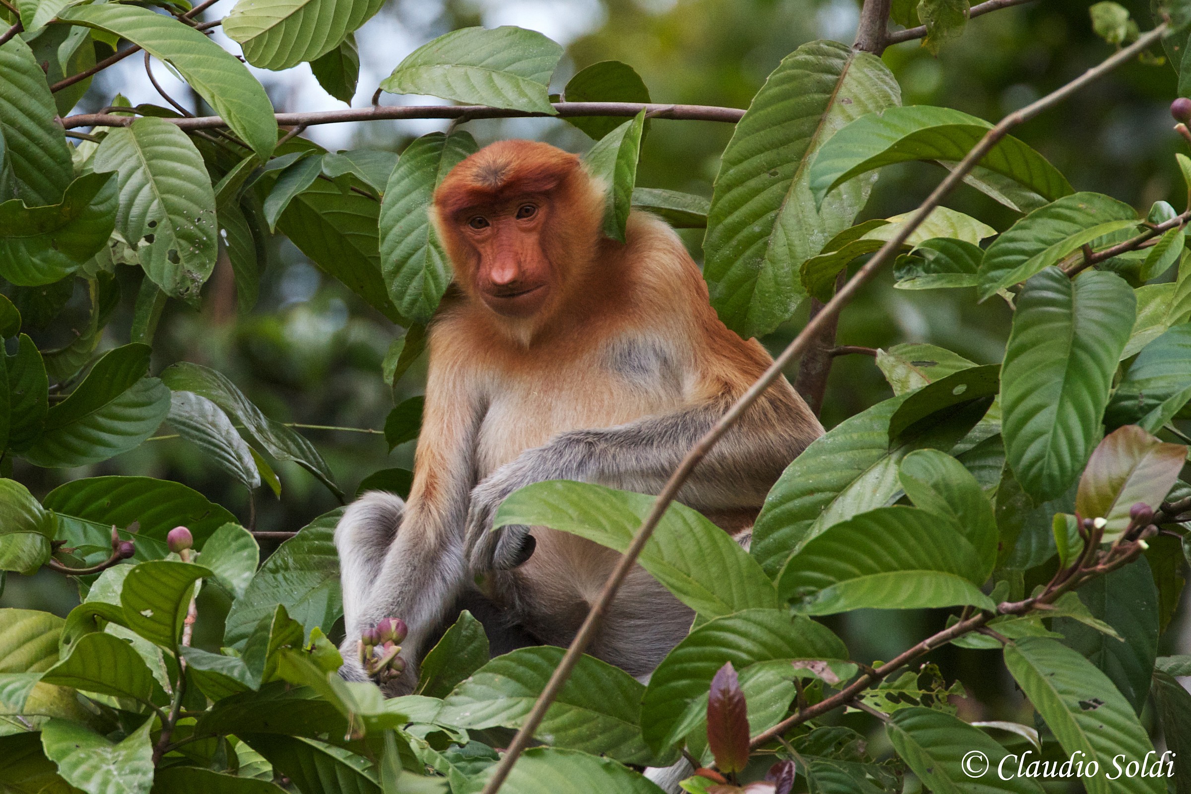 Monkey Nasica - Kinabatangan river