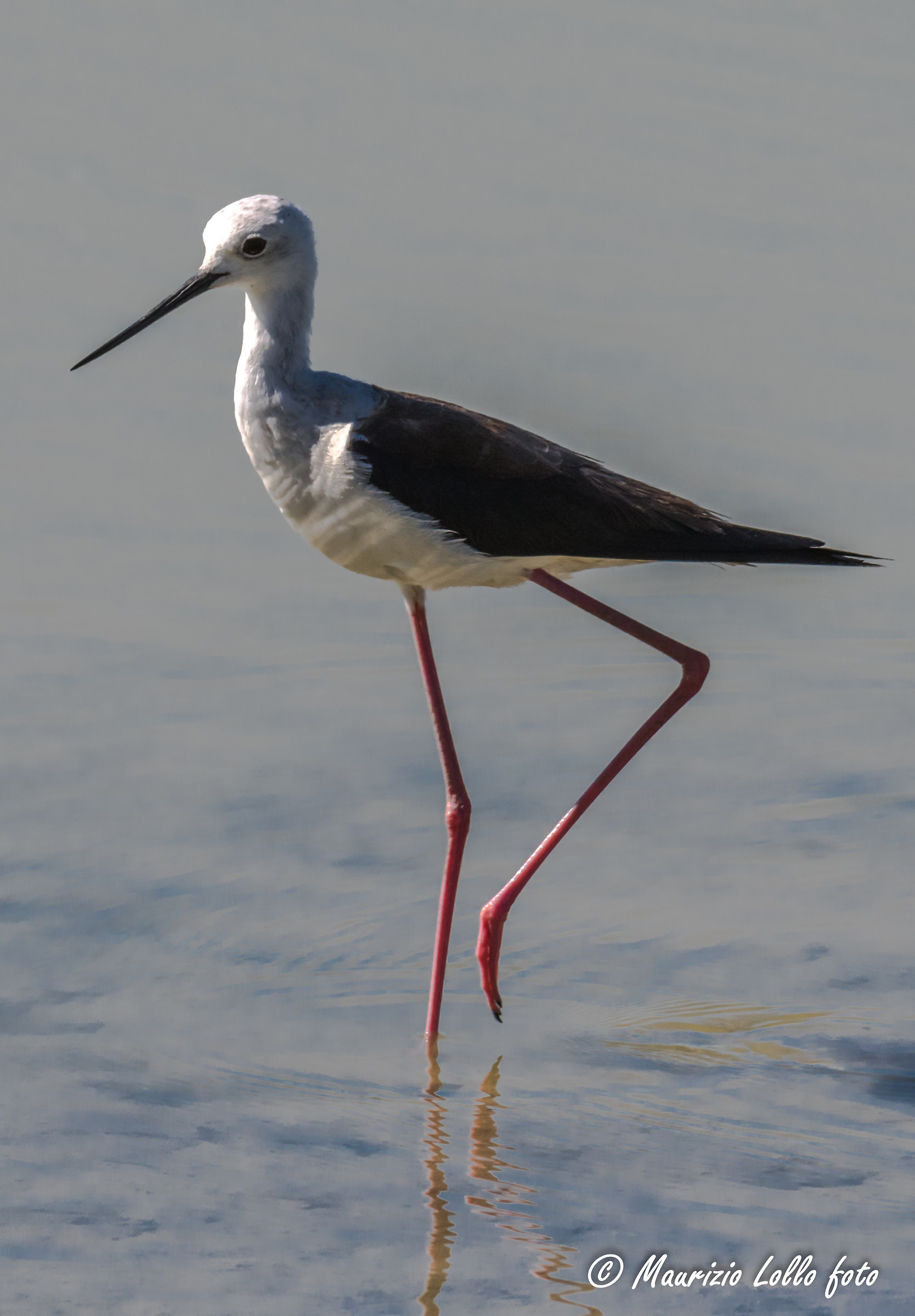 Cavaliere d'Italia sull'attenti!