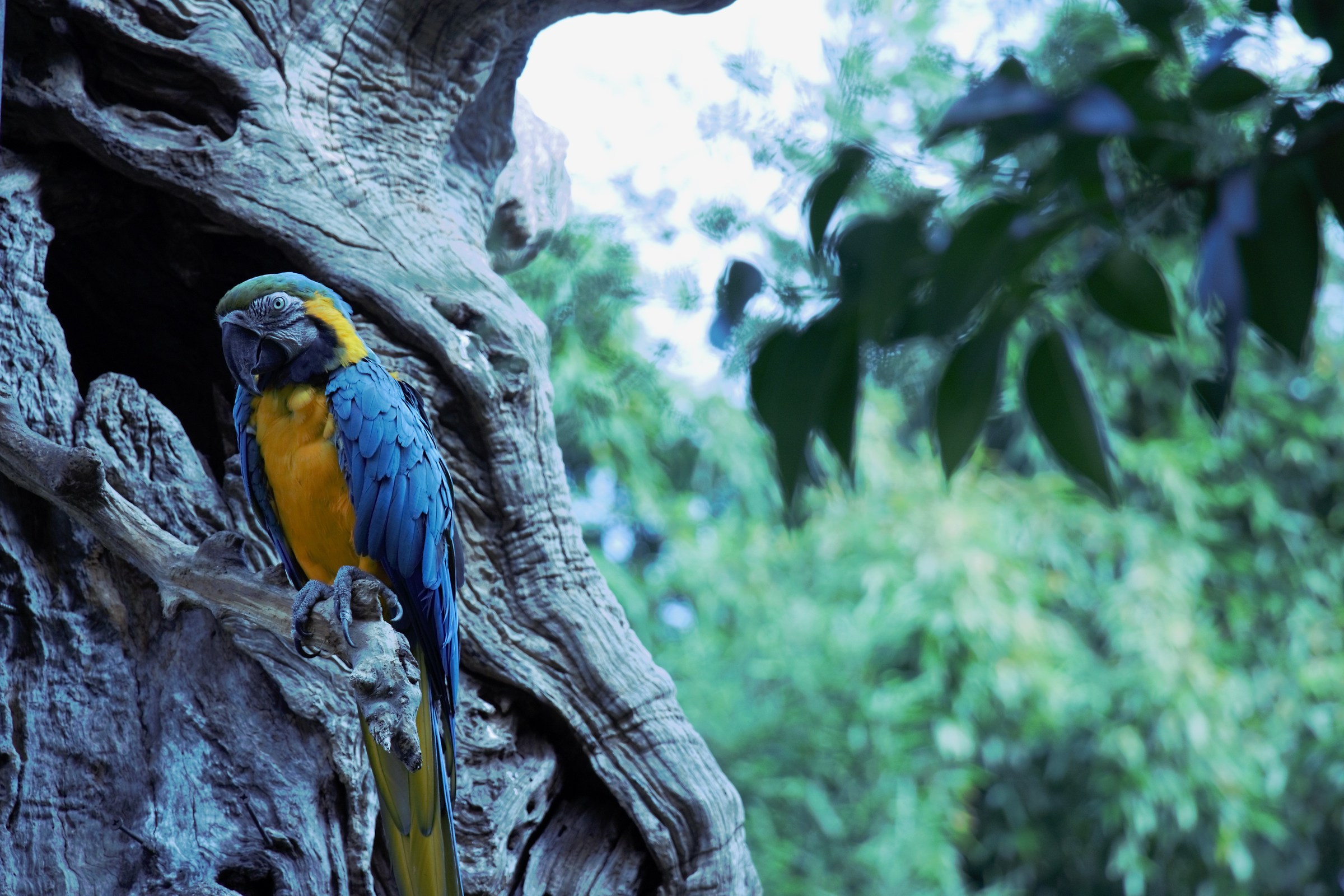 Naturalistic journey.