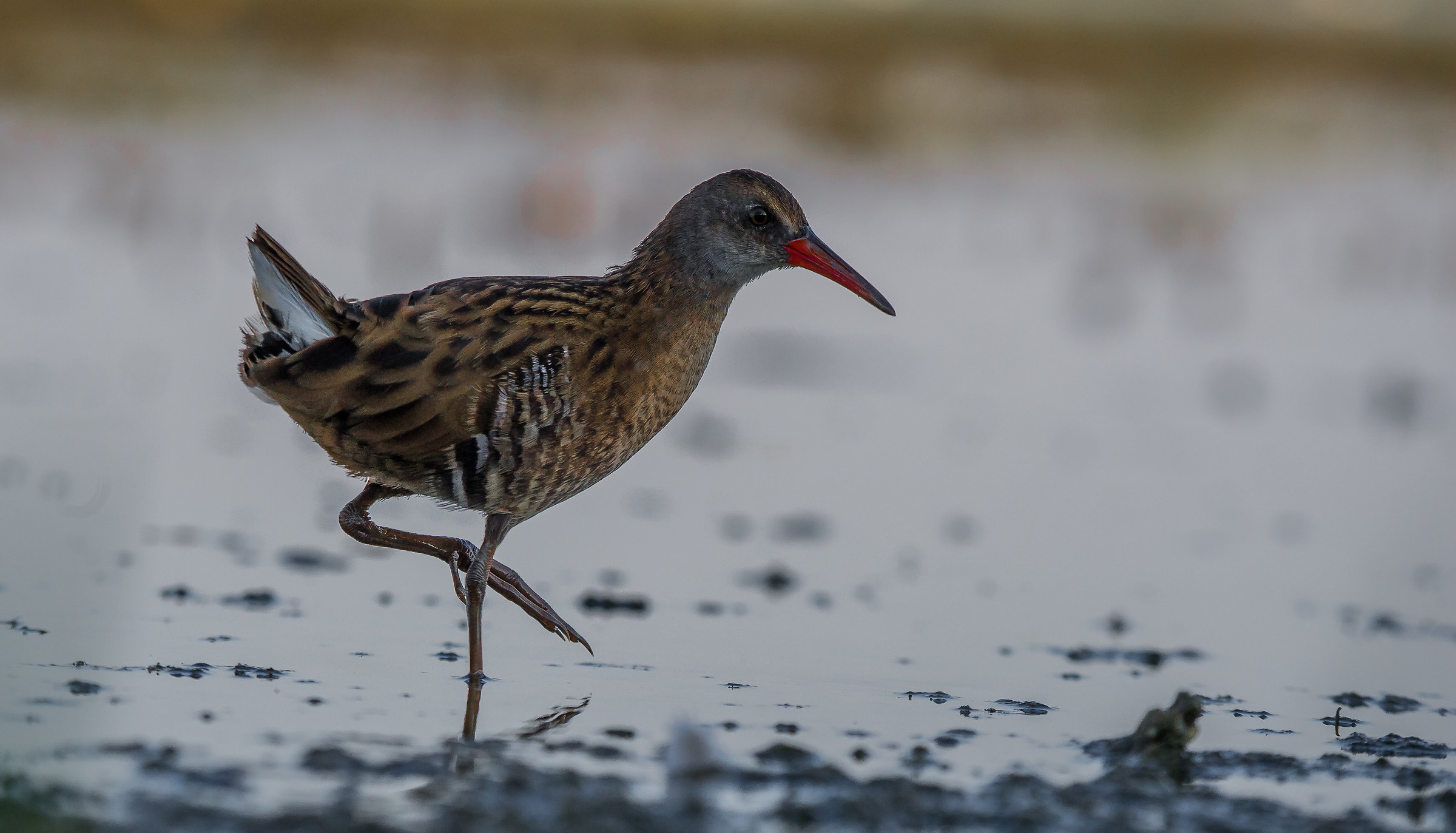 Water Rail