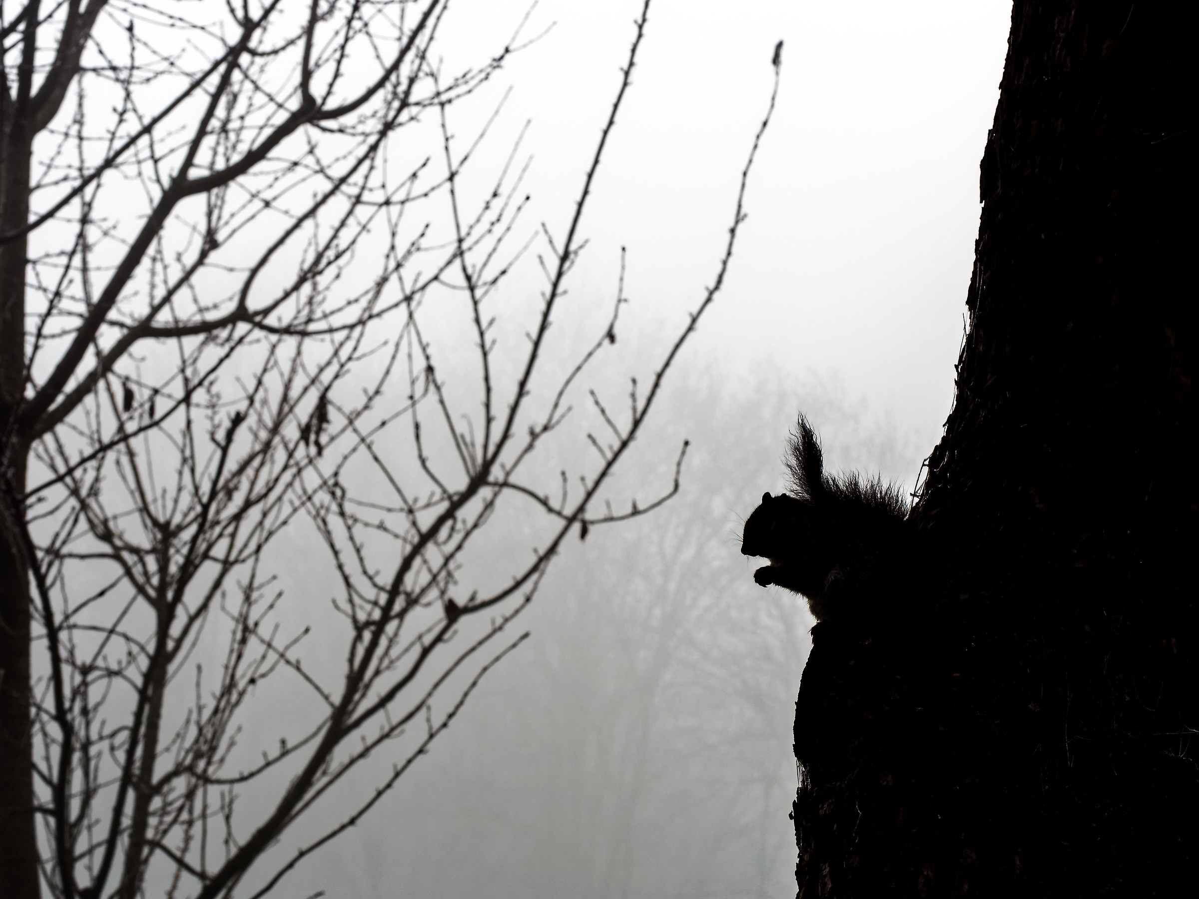 Squirrel or Gargoyle?