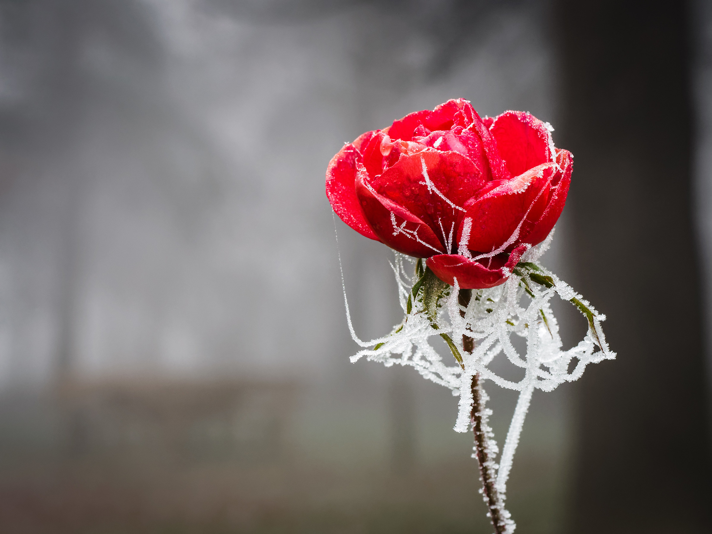 Frozen Rose