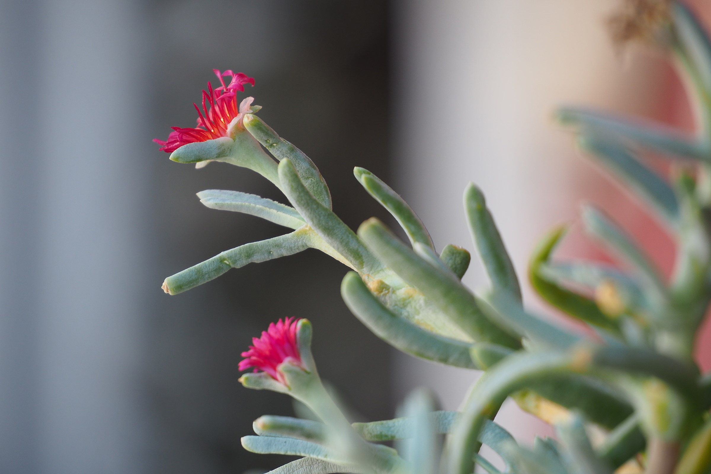 E-M10MarkII 1/60 sec. F / 5.6 panasonic 45/150 mm