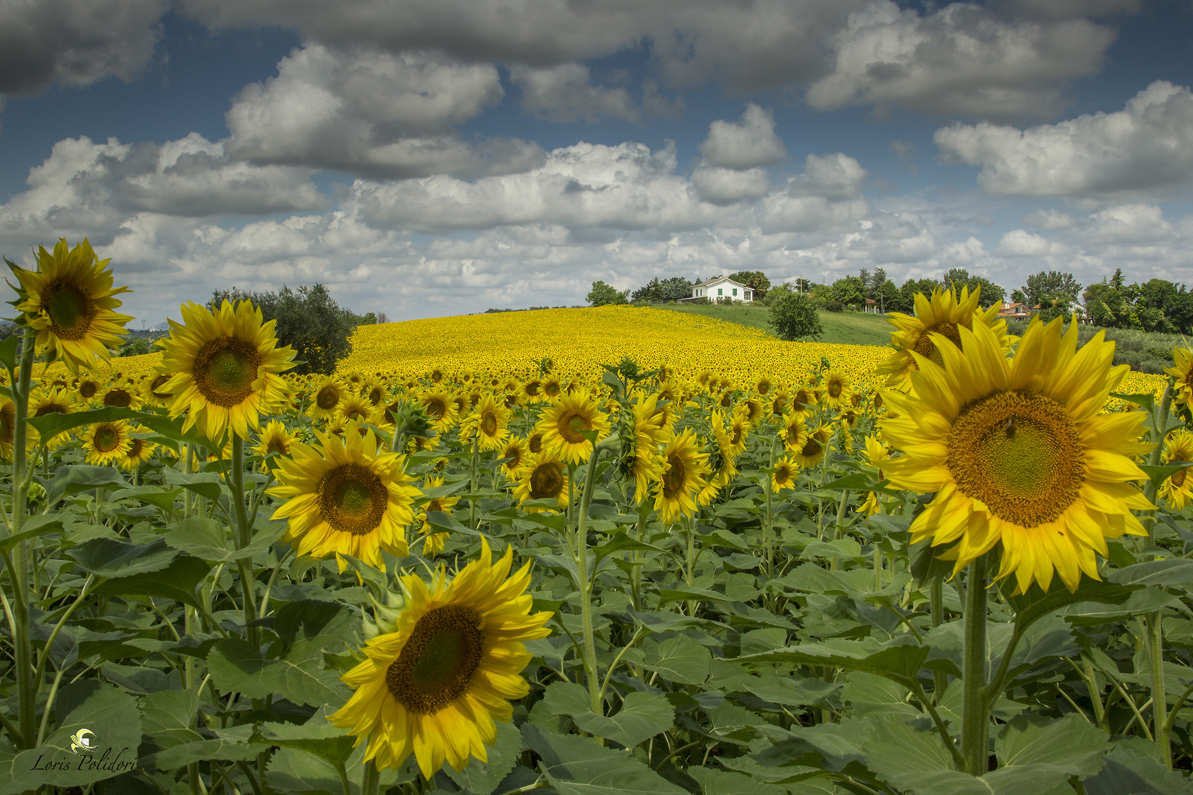 Girasoli sulle mie colline Riminesi