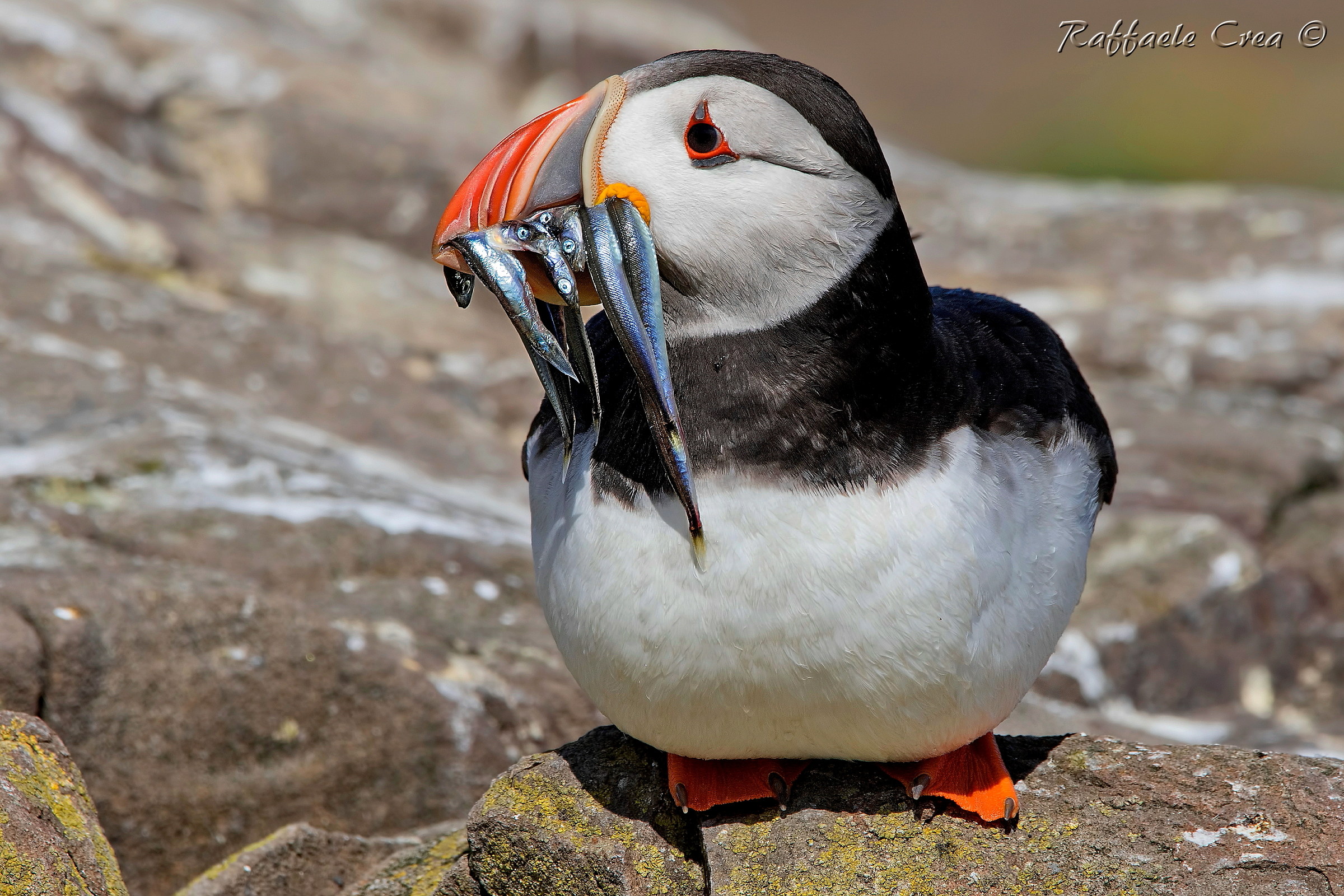 Sea Pulcinella.Puffin