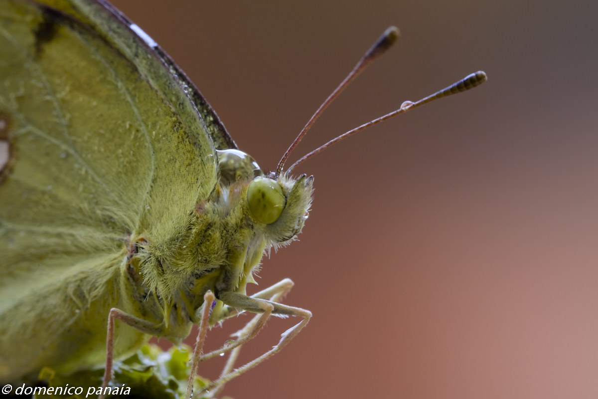 colias