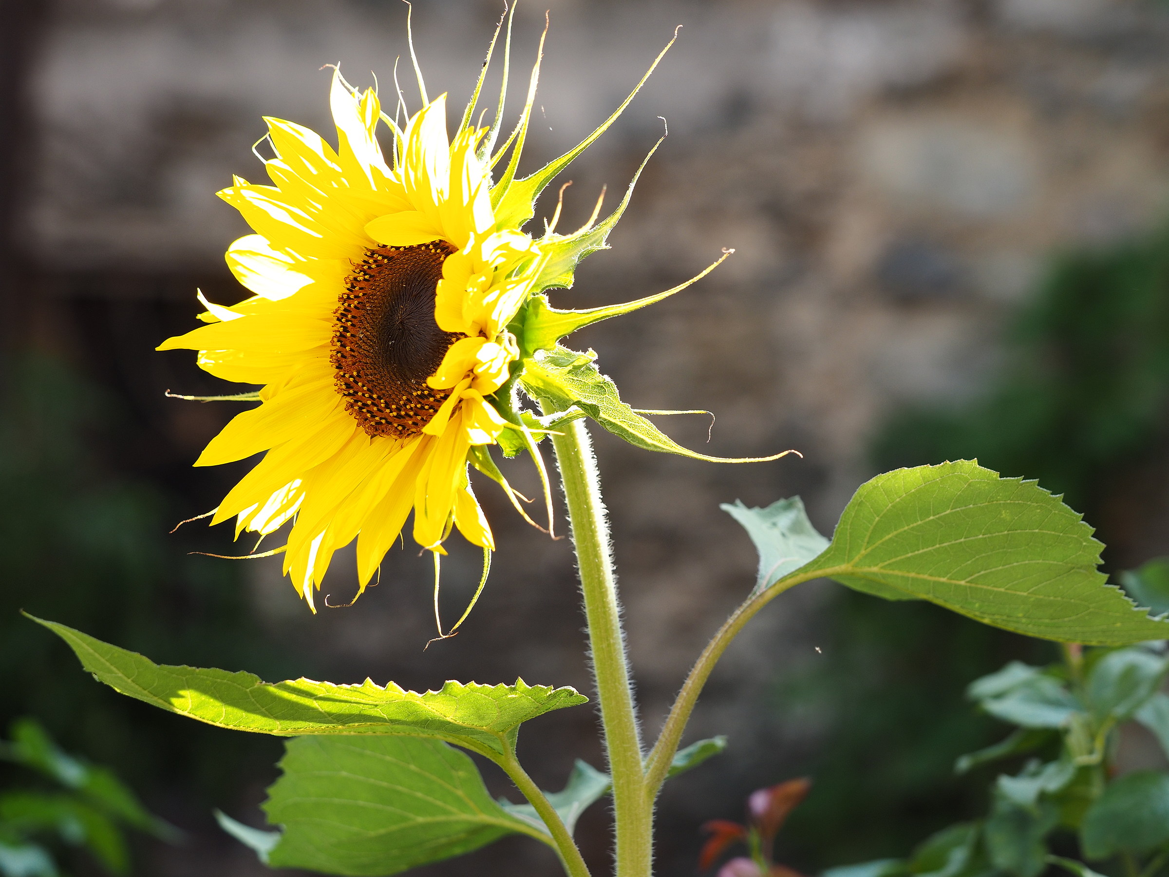 Sunflower "controsole"
