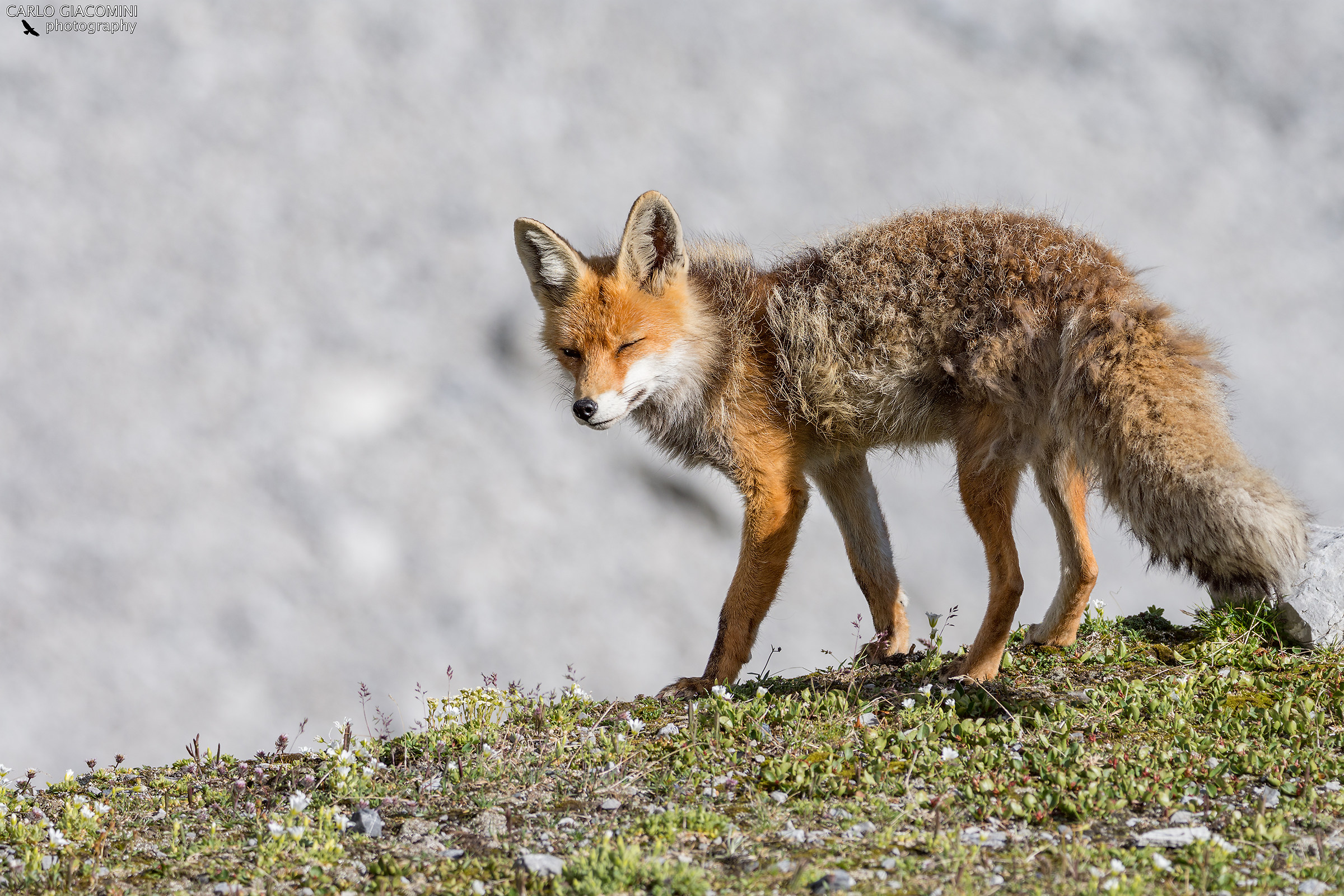 High altitude fox