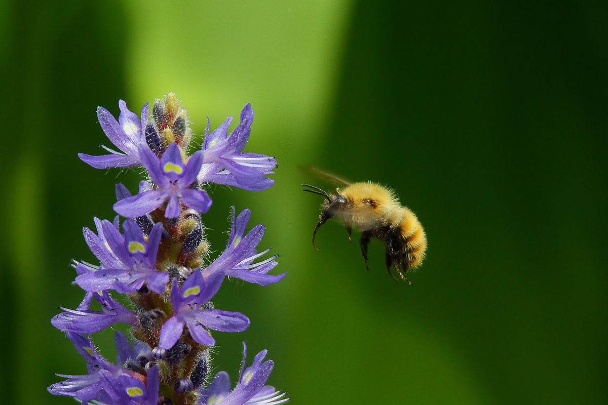 Pollen research