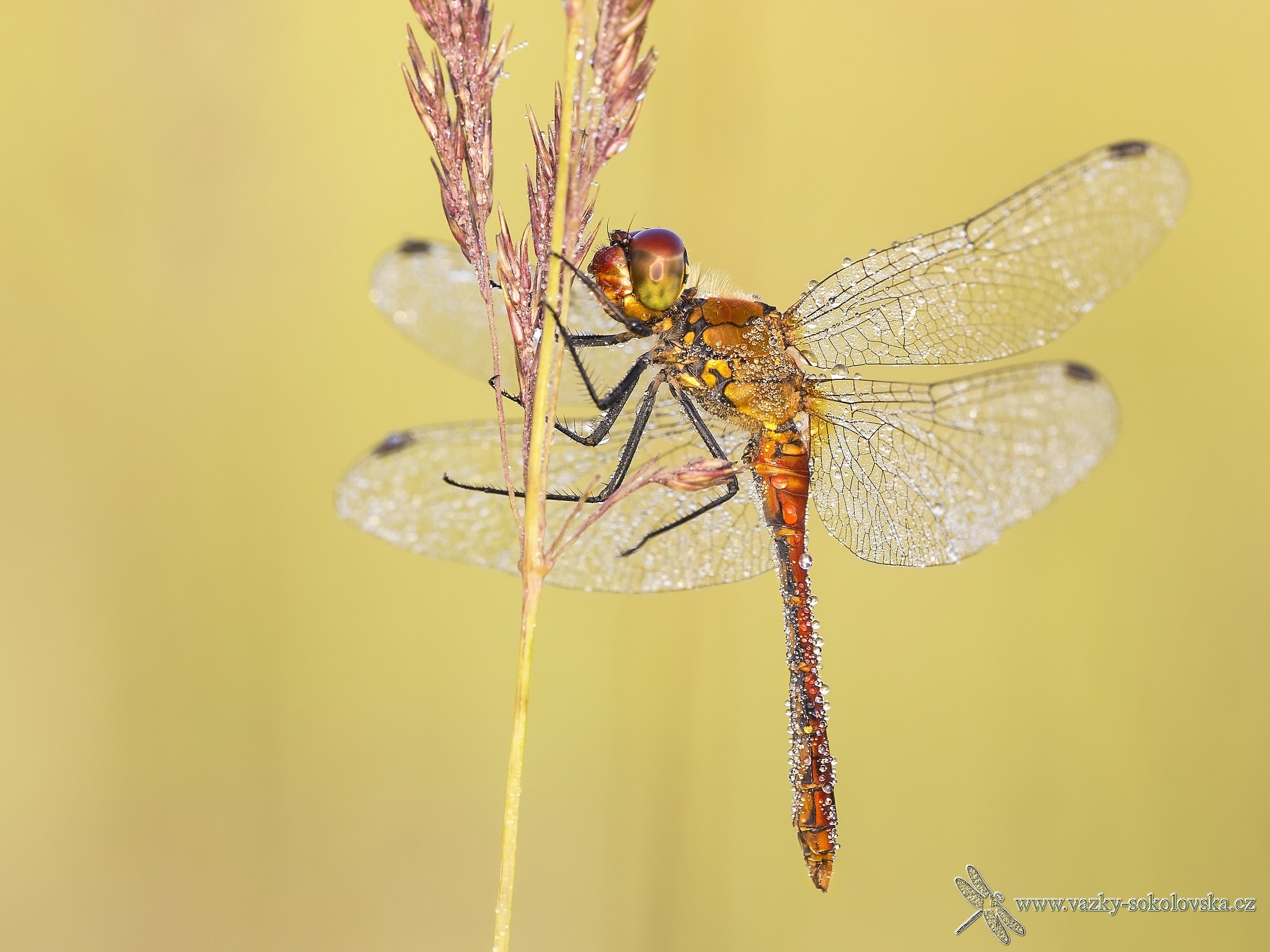 Sympetrum sanquineum
