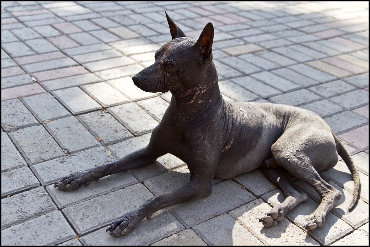 el perro de pachacamac