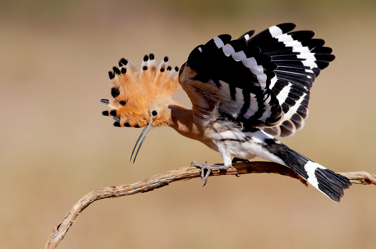 Hoopoe
