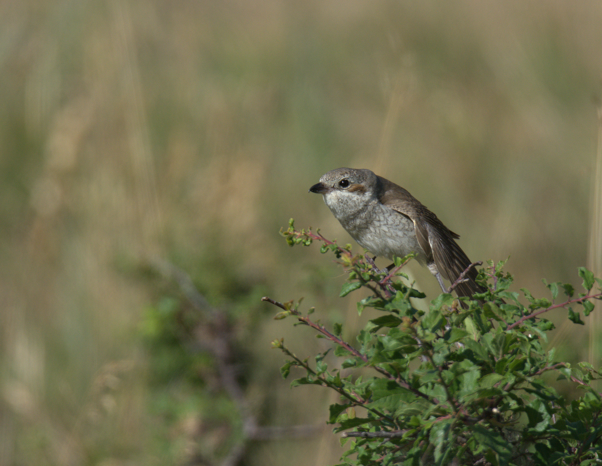 Averla small female