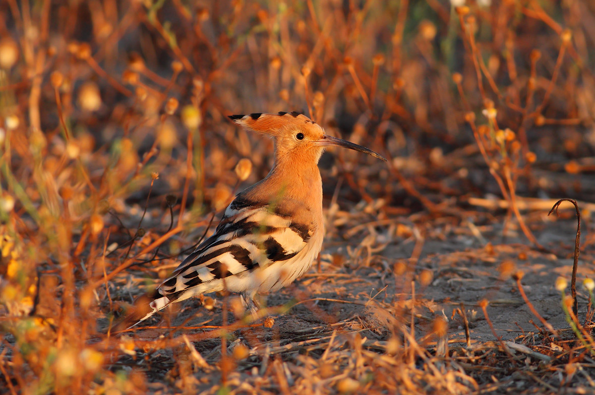 Hoopoe