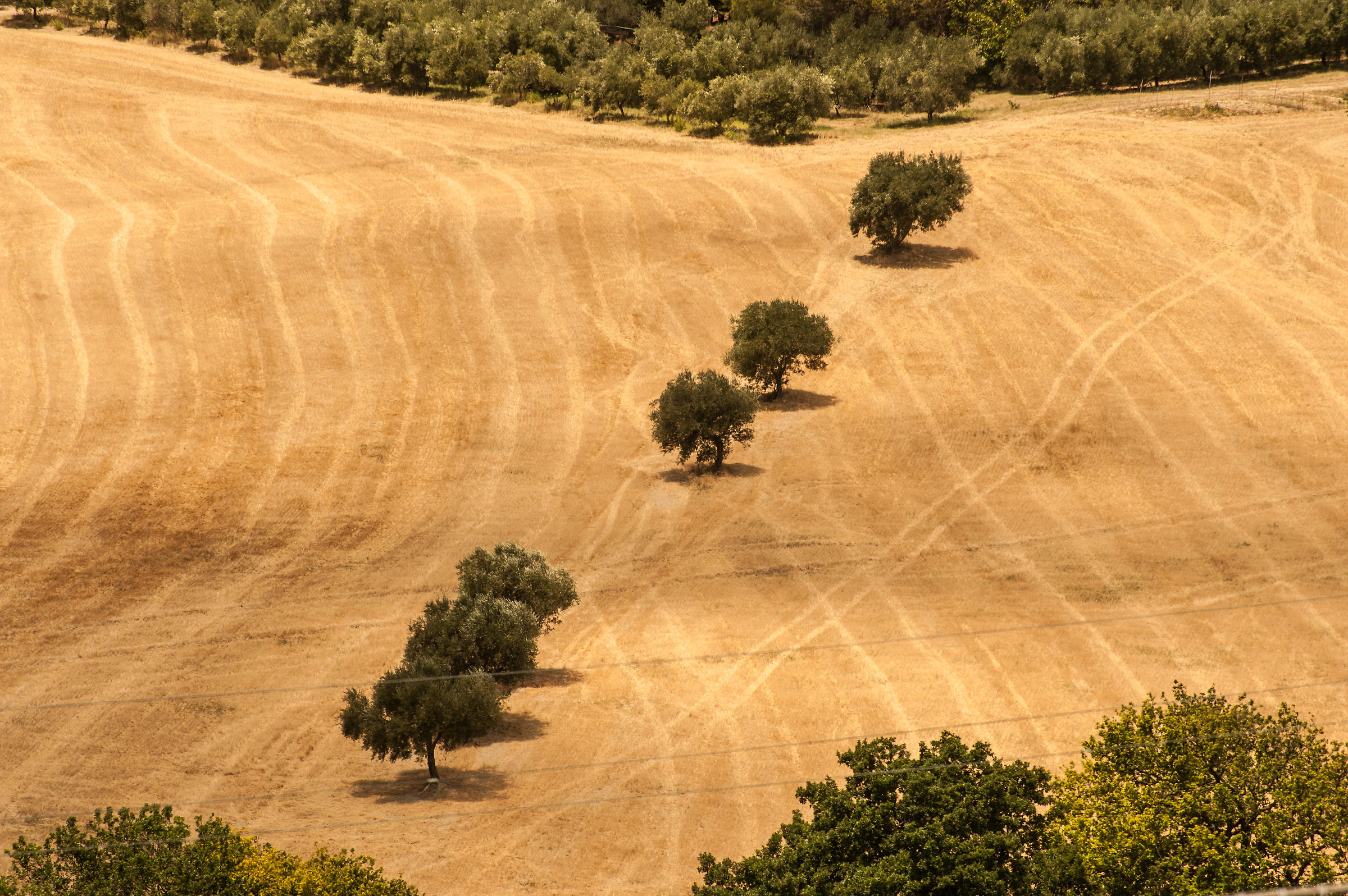 Un pallottoliere naturale