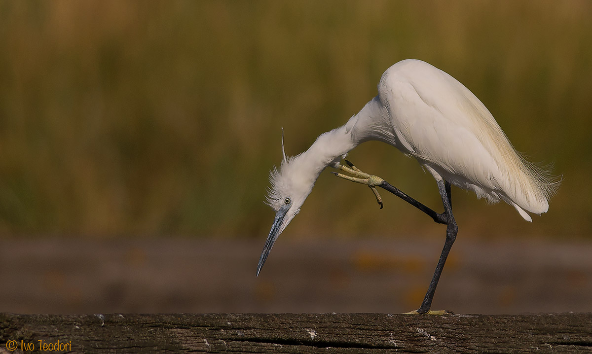 The itching of the journal.