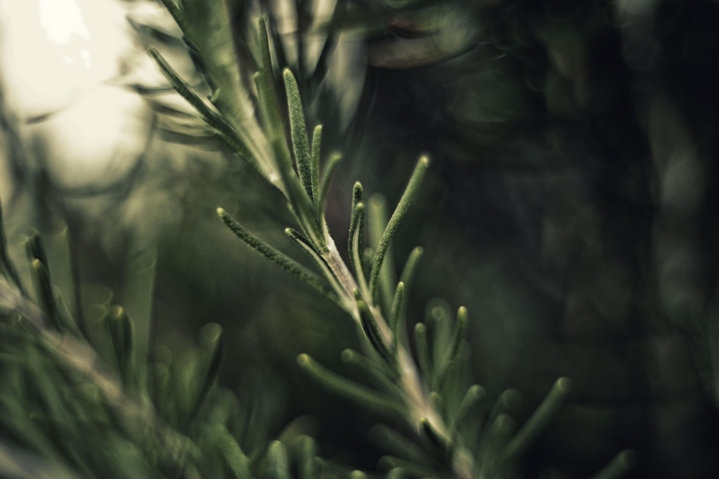 Fertilization (Rosemary)