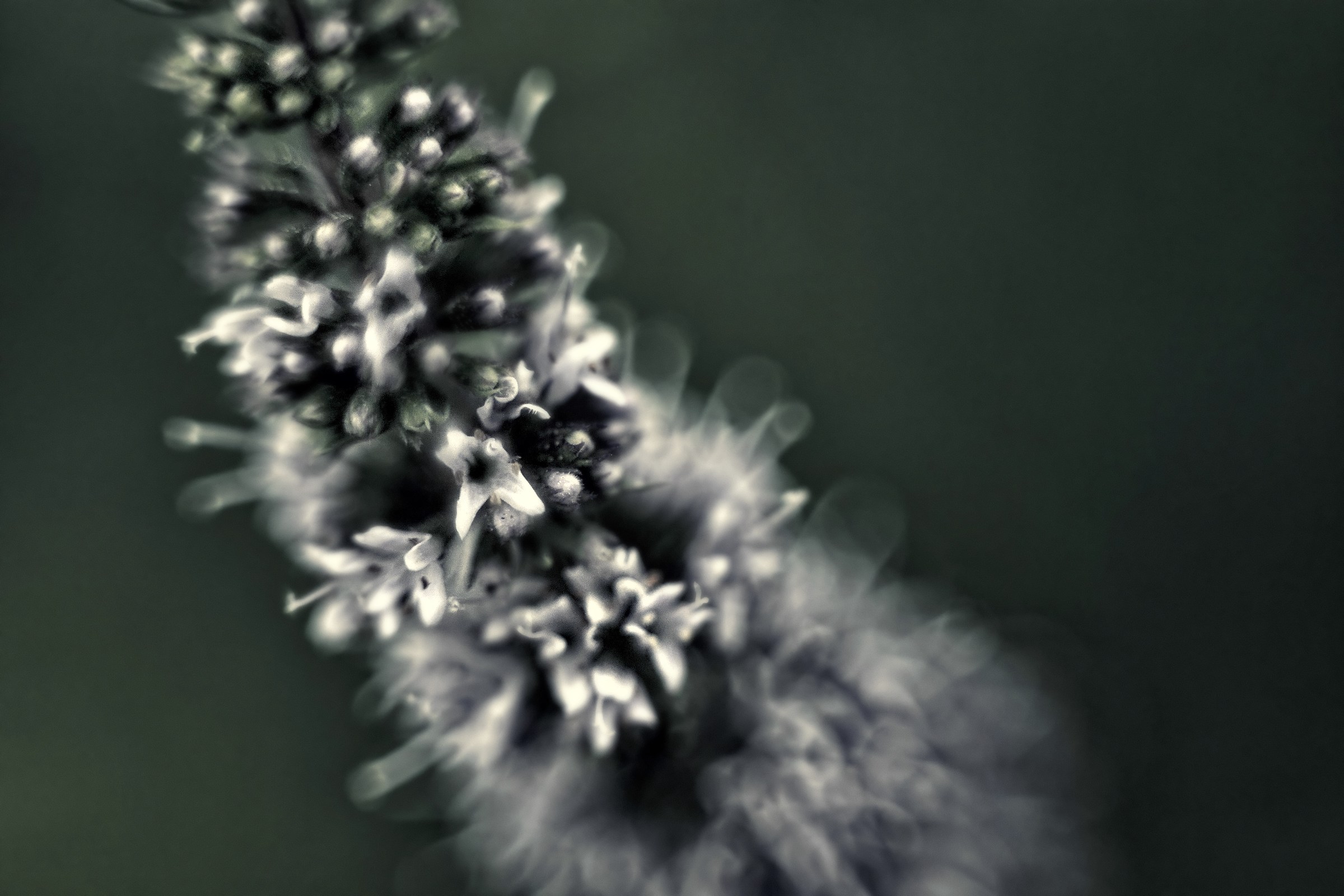 Fertility (Blossom Mint)