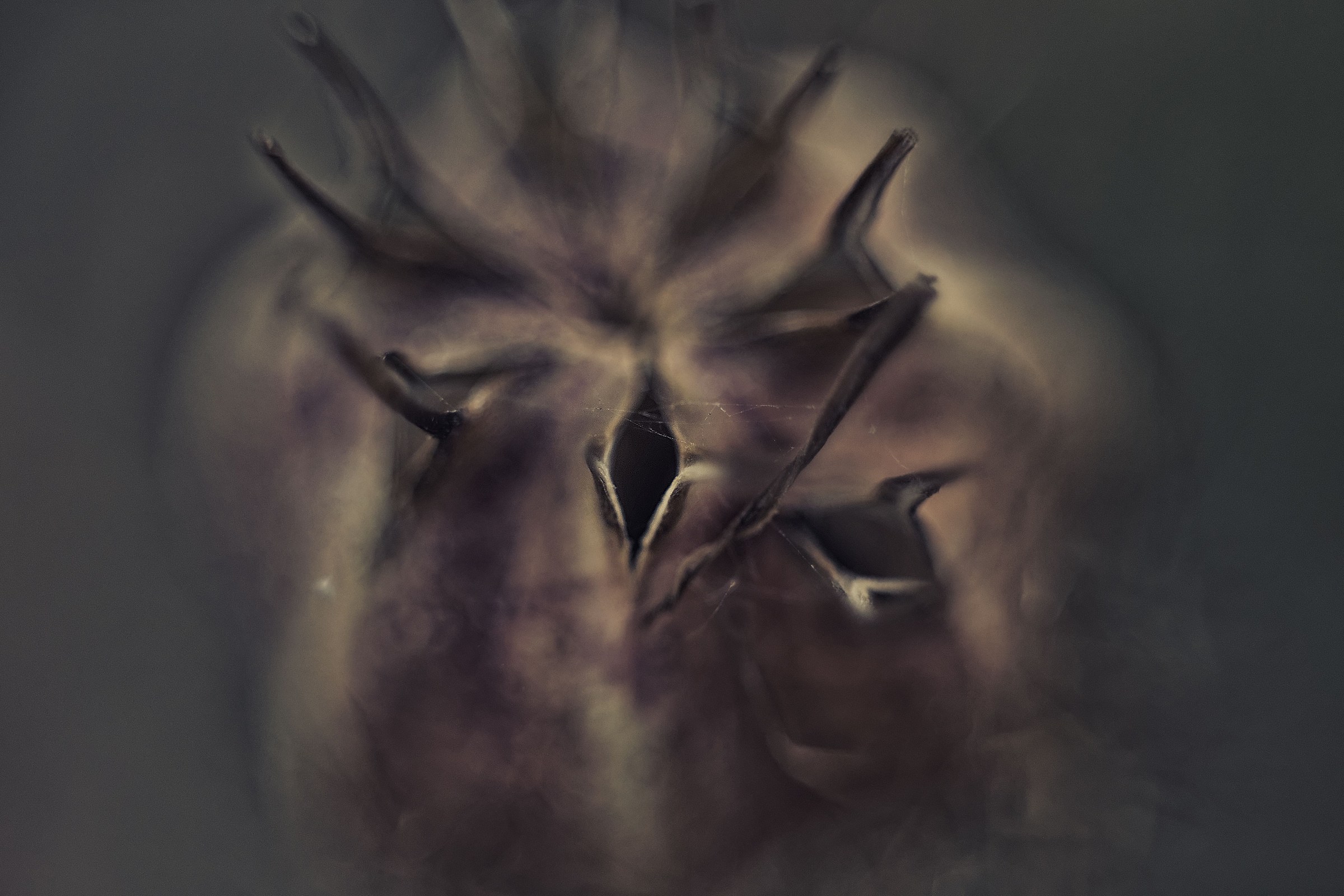 Sensuality (Nigella Flower)