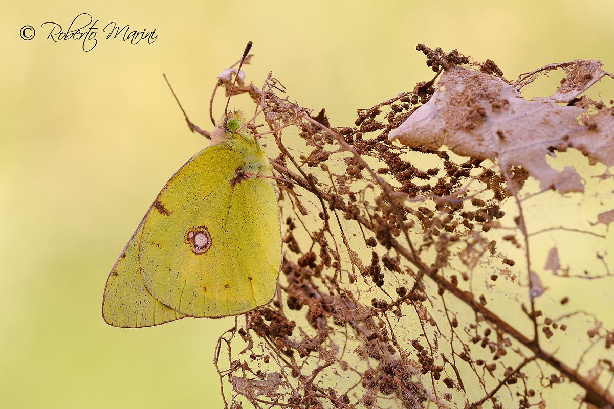 Colias col pizzo