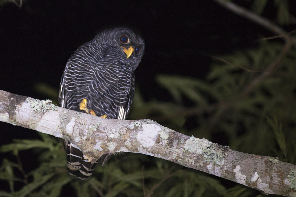 coruja-preta  (Sesso interneminado )