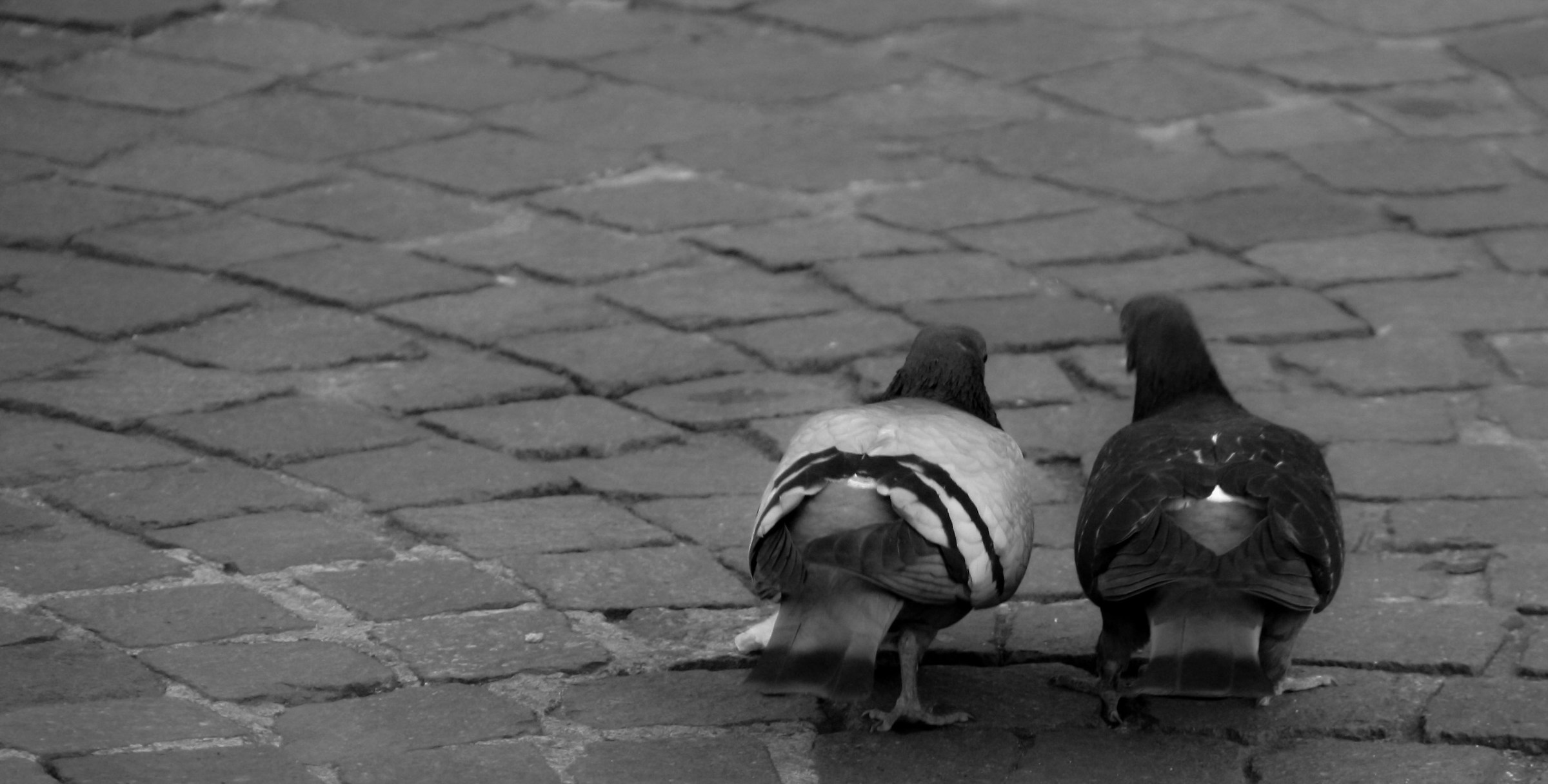 Un'amore che vola via