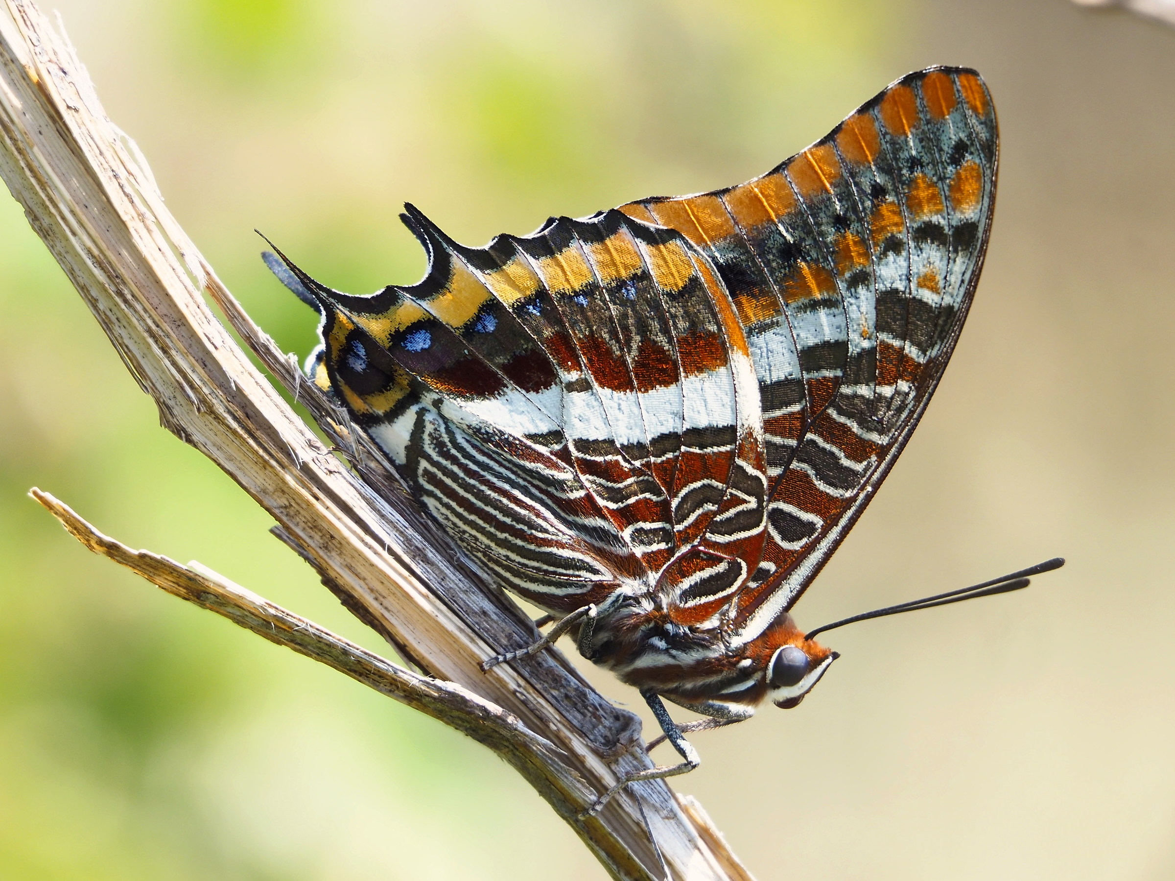 Charaxes jasus