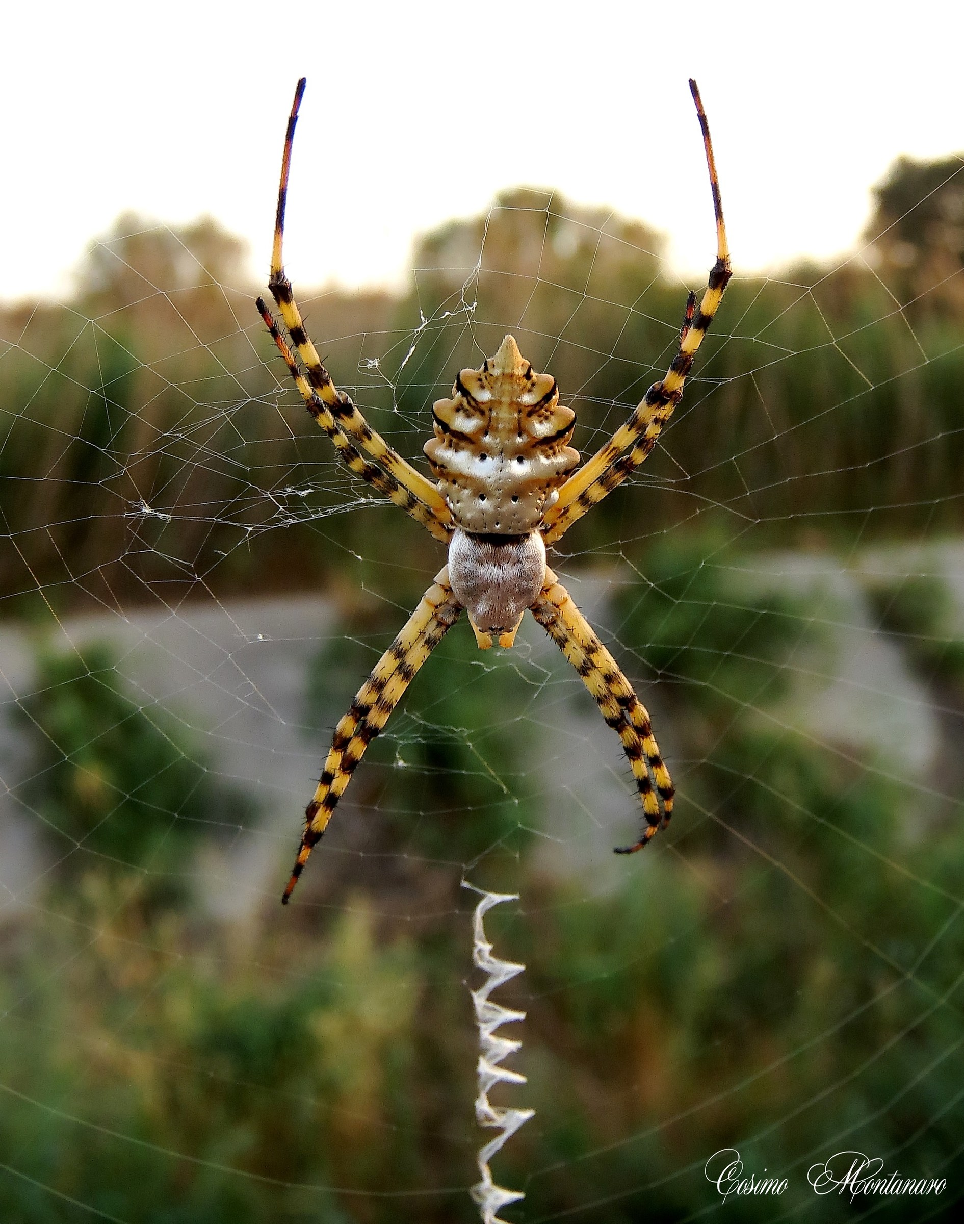 Argiope lobata