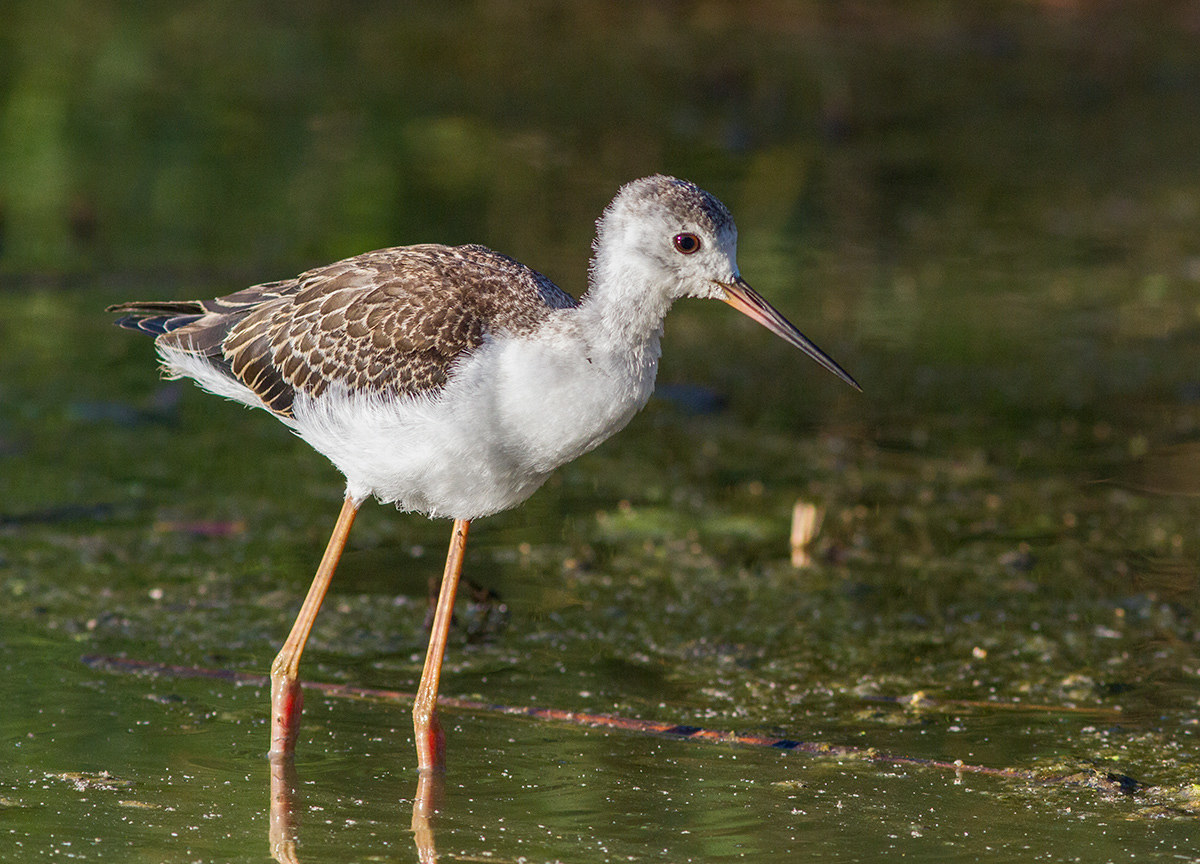 Young Knight of Italy