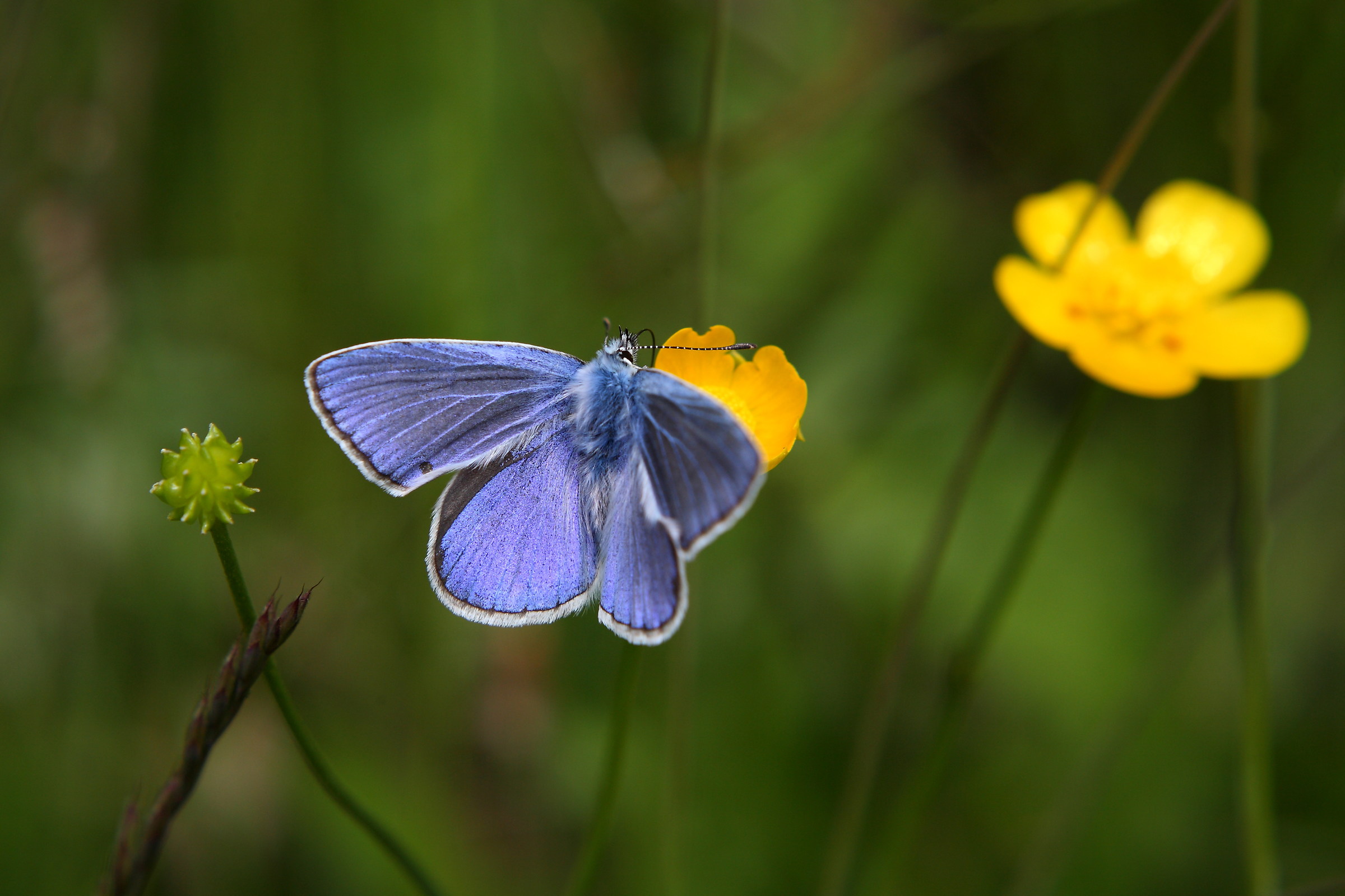 azzurro verde e giallo