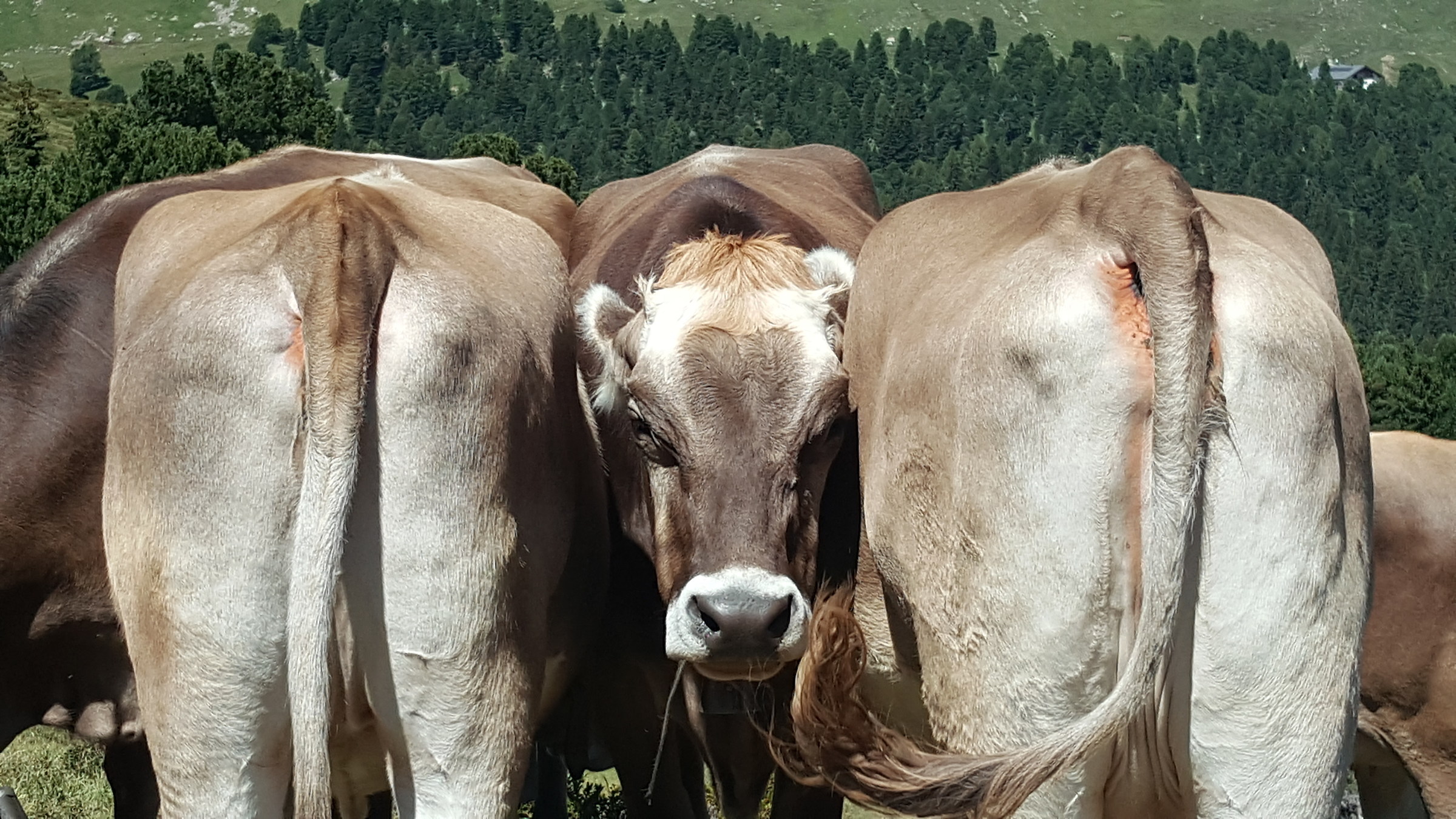 When they tell you that you have a face like ....