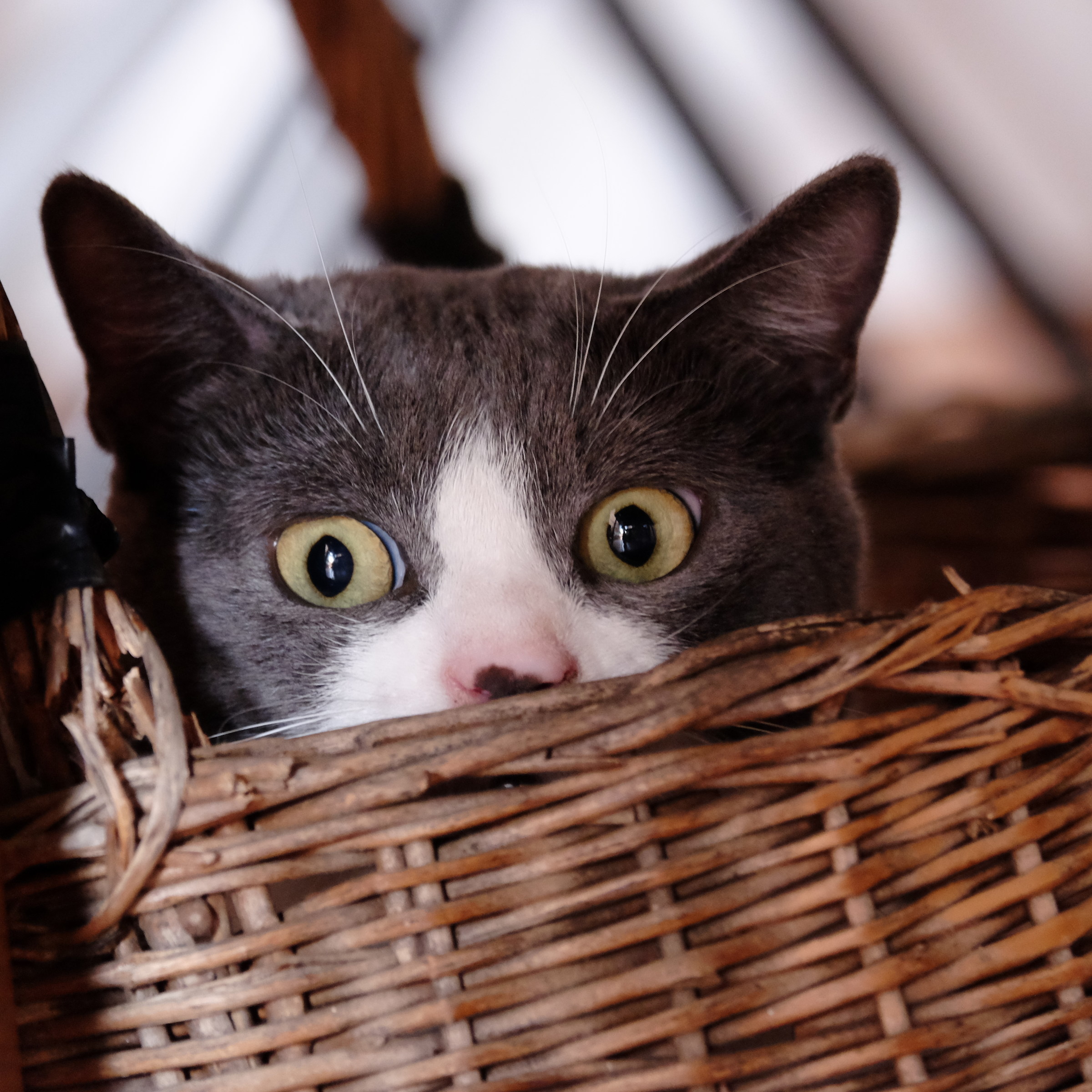 Non dire gatto se  non ce l'hai nel cesto