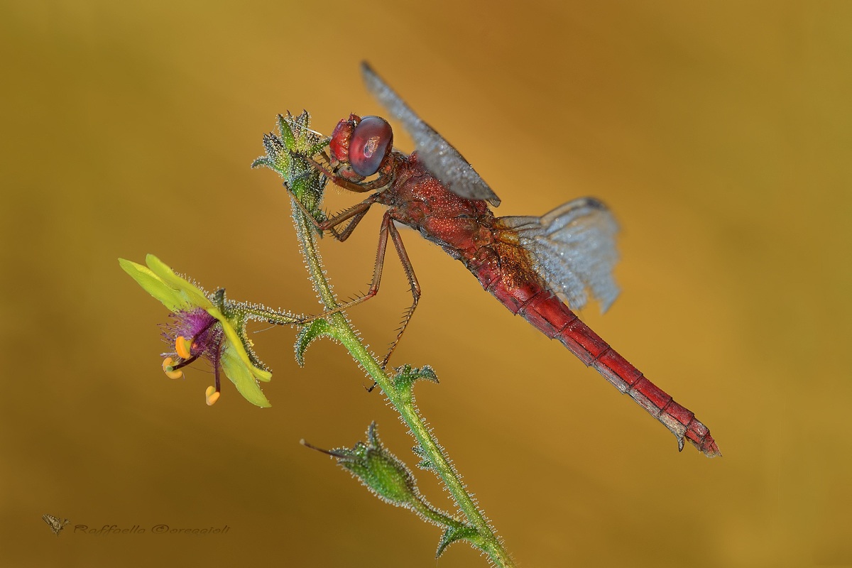 Crocothemis erythraea femmina