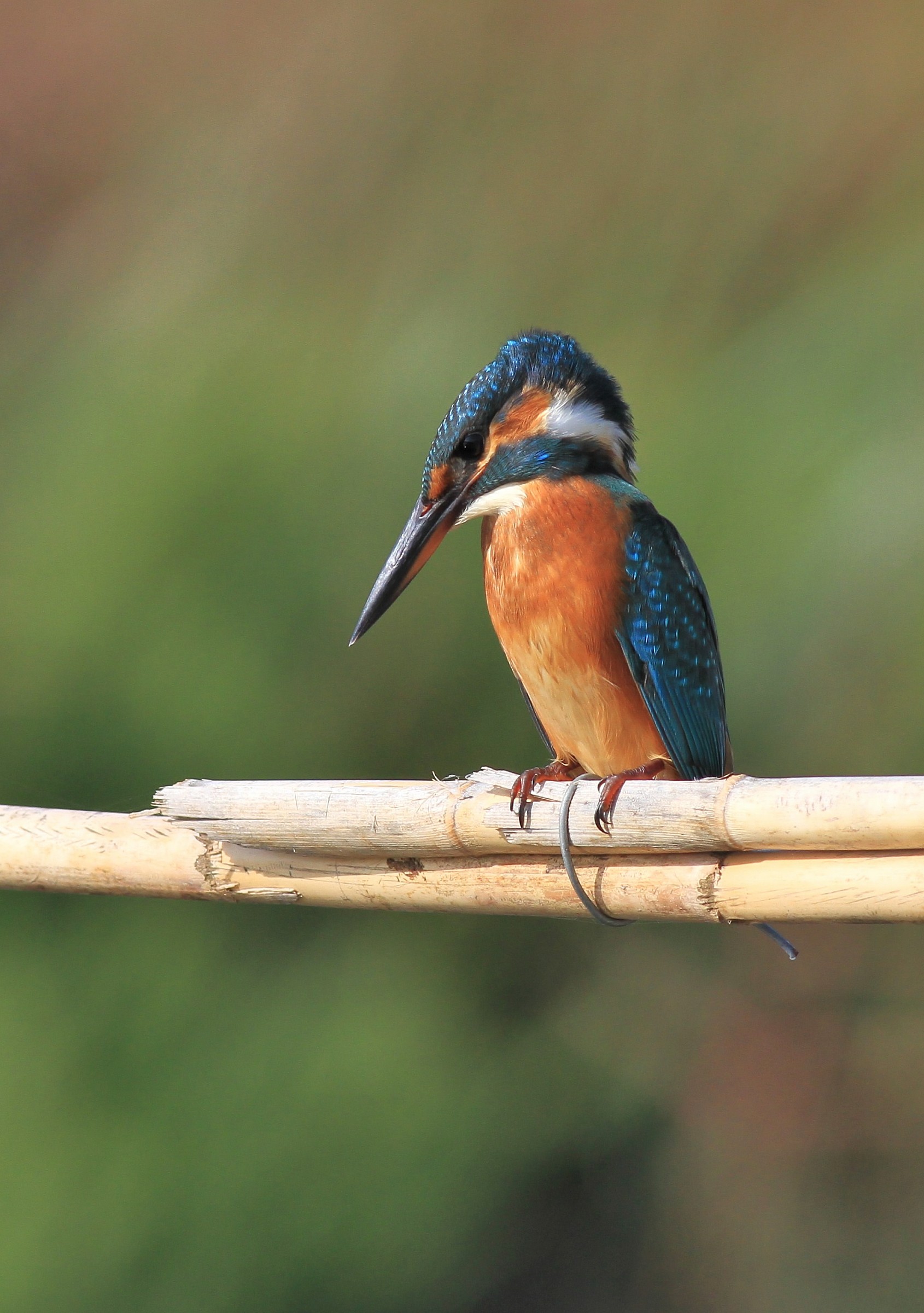 Kingfisher new generation