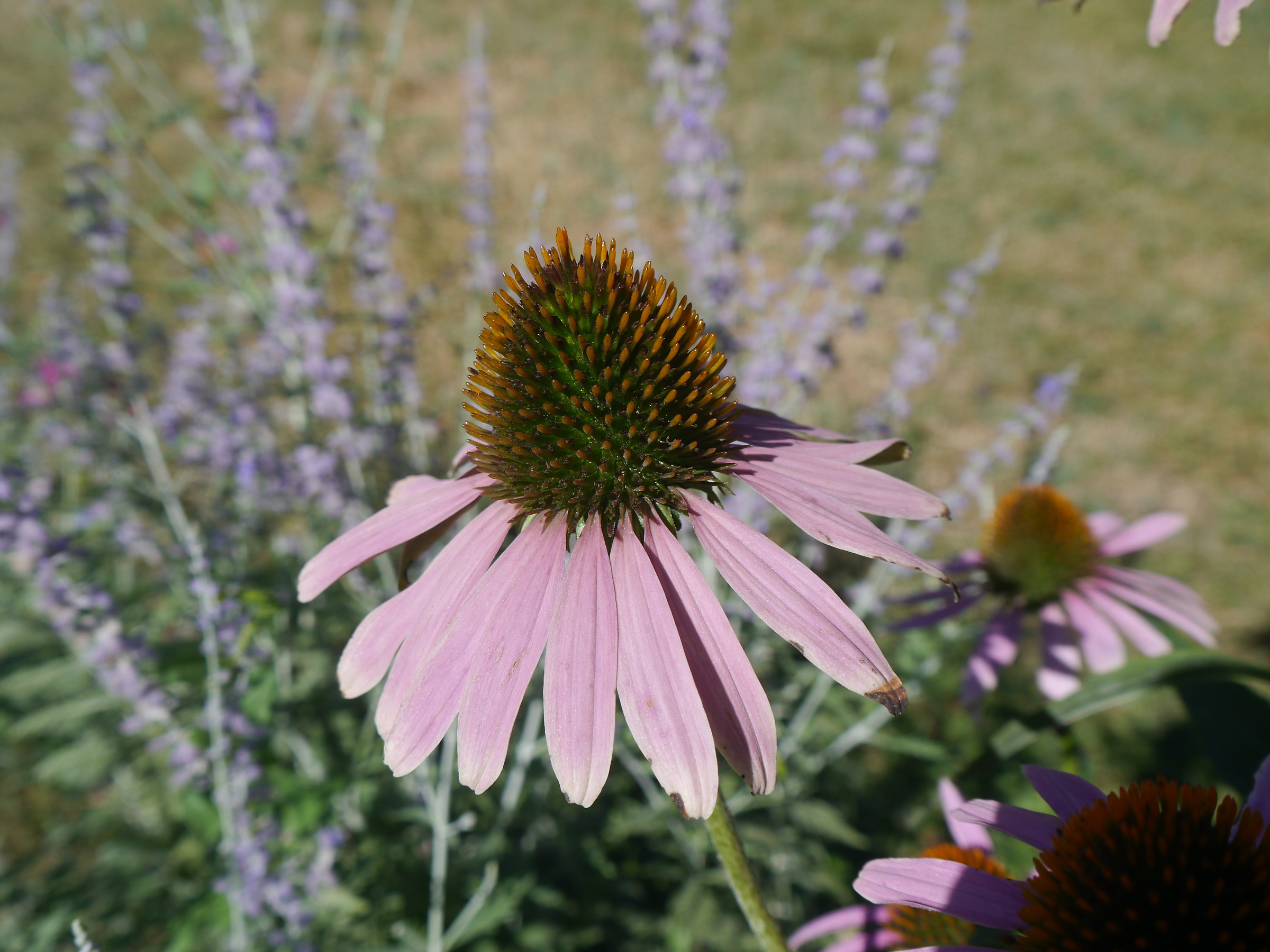 It is also hot for flowers