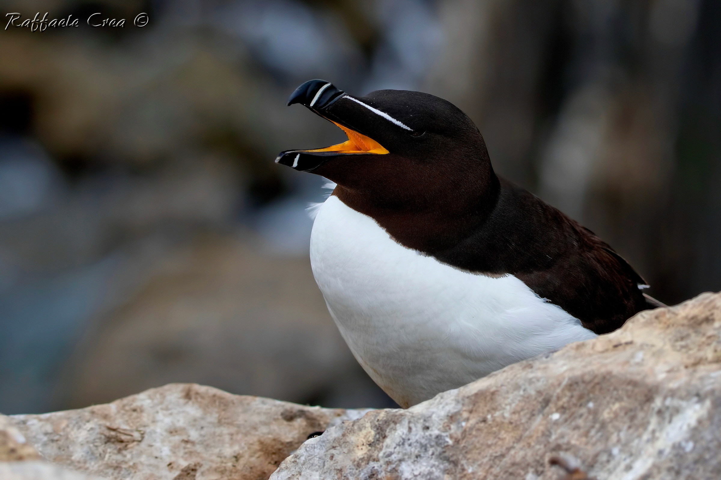 Razorbill.Gazza Marina