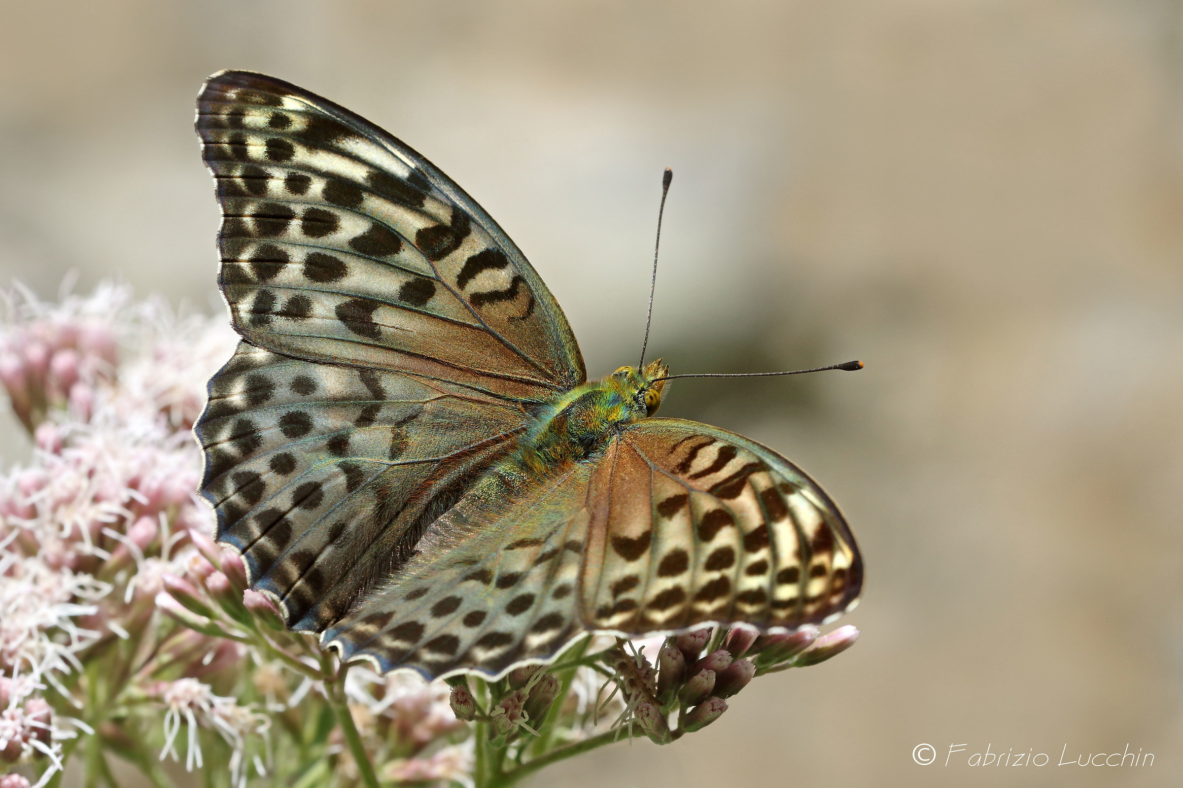 Argynnis paphia (Femmina forma valesina)