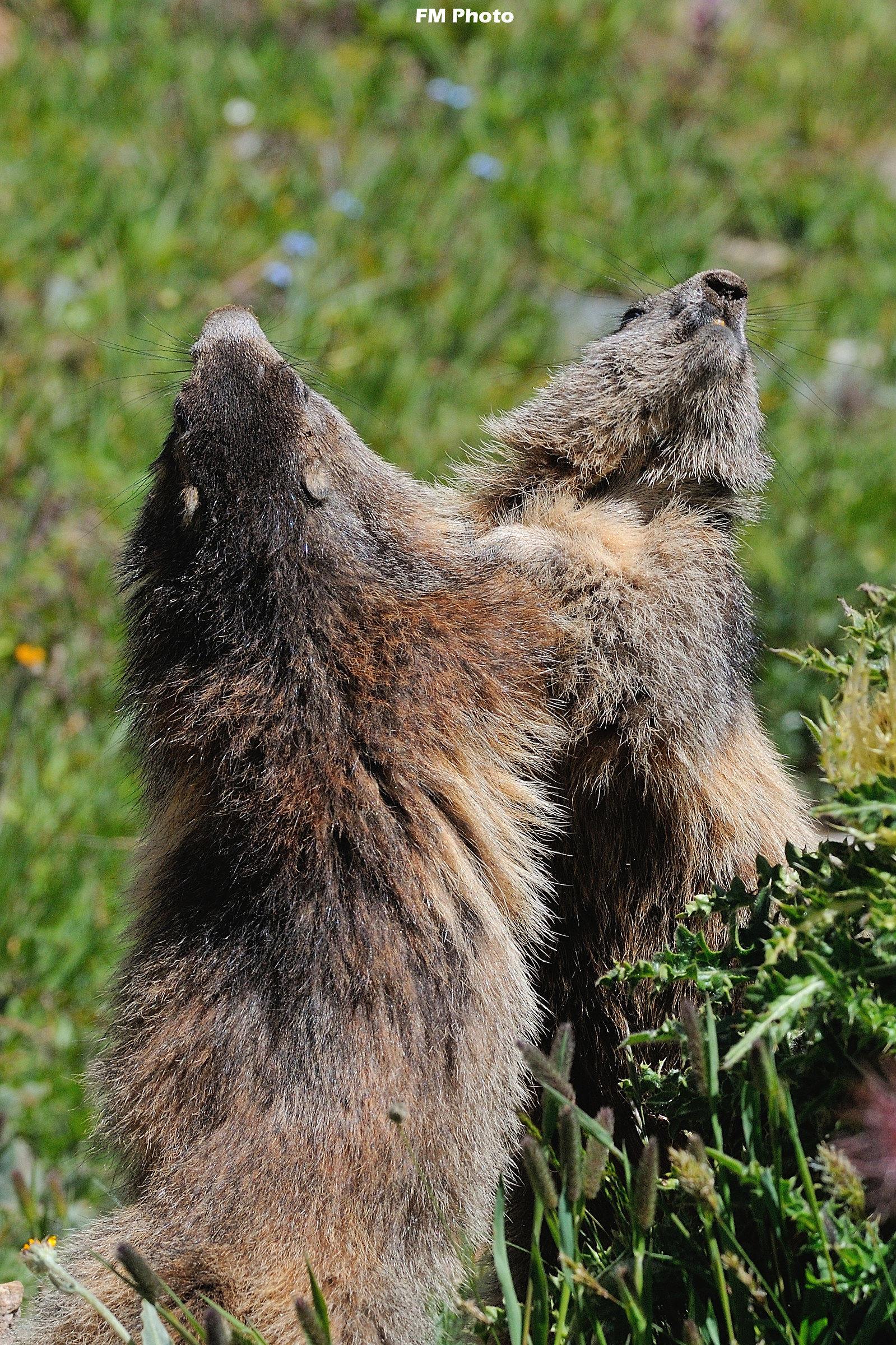 Marmotte Giocherellone