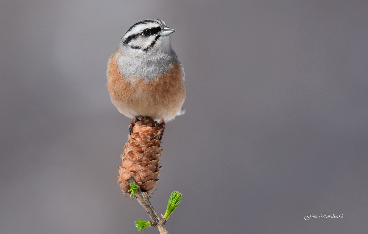 Il Muciatto sulla pigna...